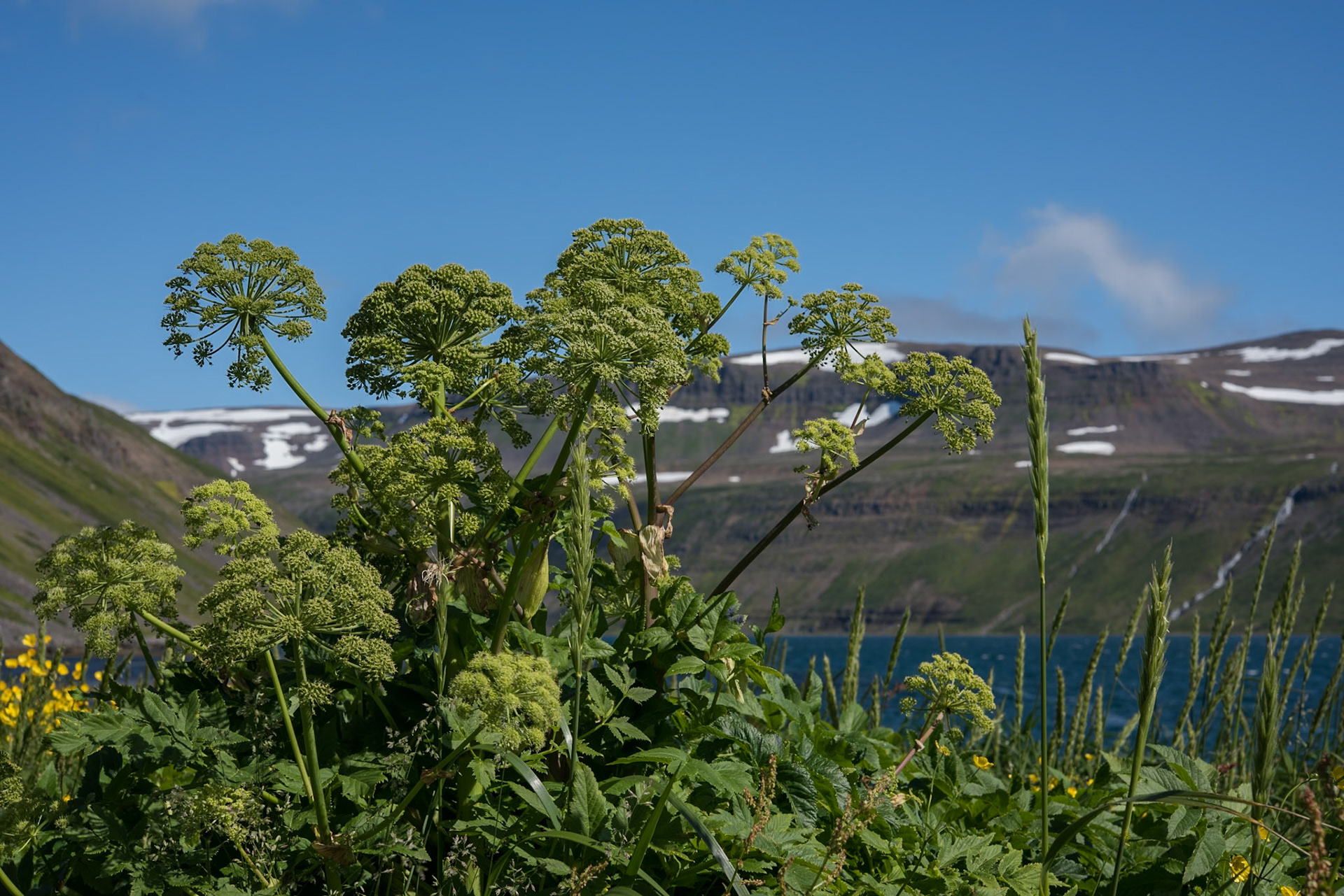 A symbol for the wild nature of Hornstrandir.