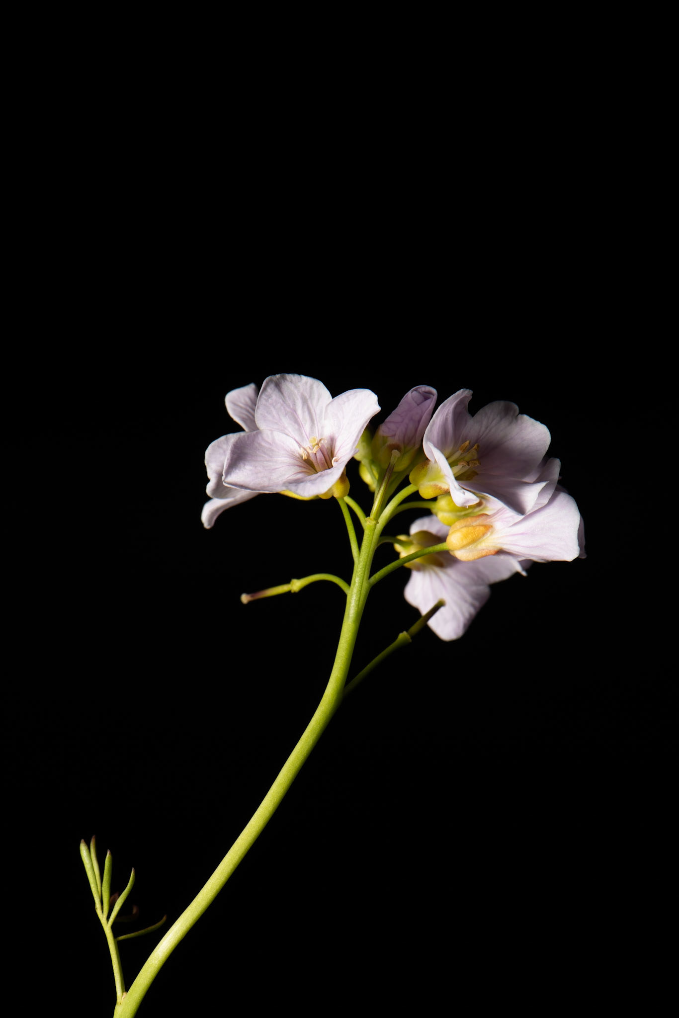 ©SVANA Cuckoo Flower, Cardamine nymanii, hrafnaklukka.