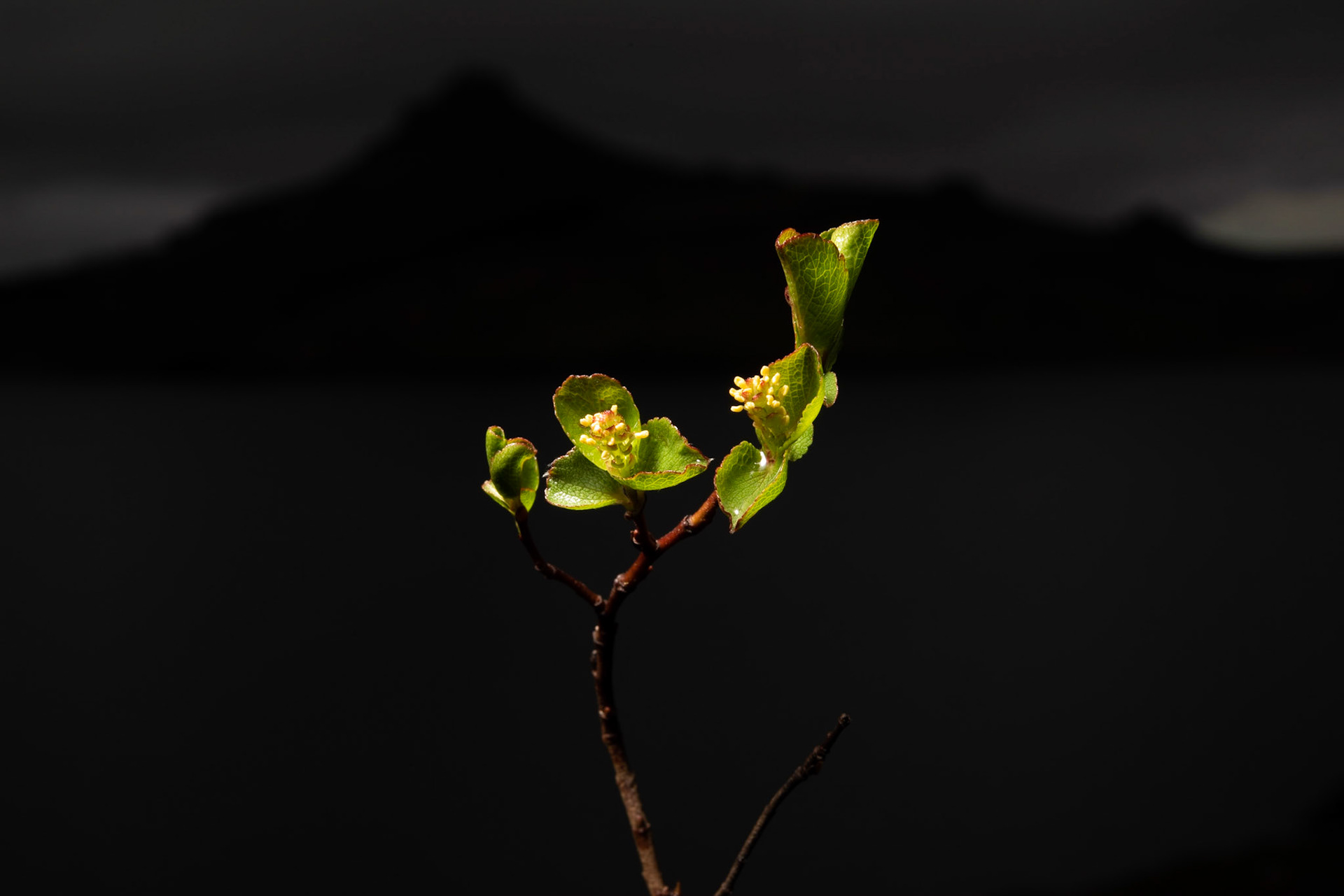 ©SVANA Dwarf willow, Salix herbacea, grasvíðir.
