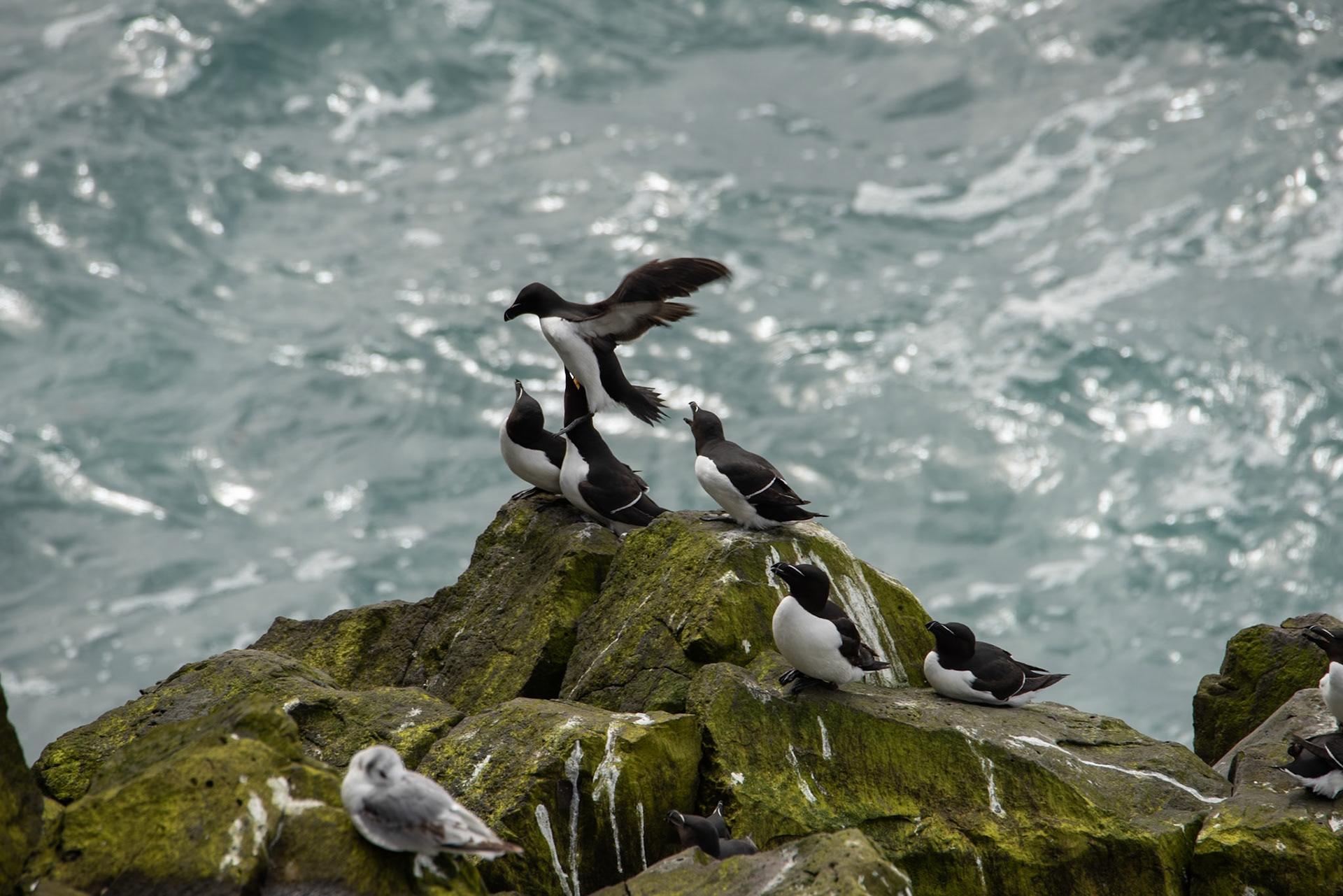 Álka -Razorbill,Alca torda, álka.