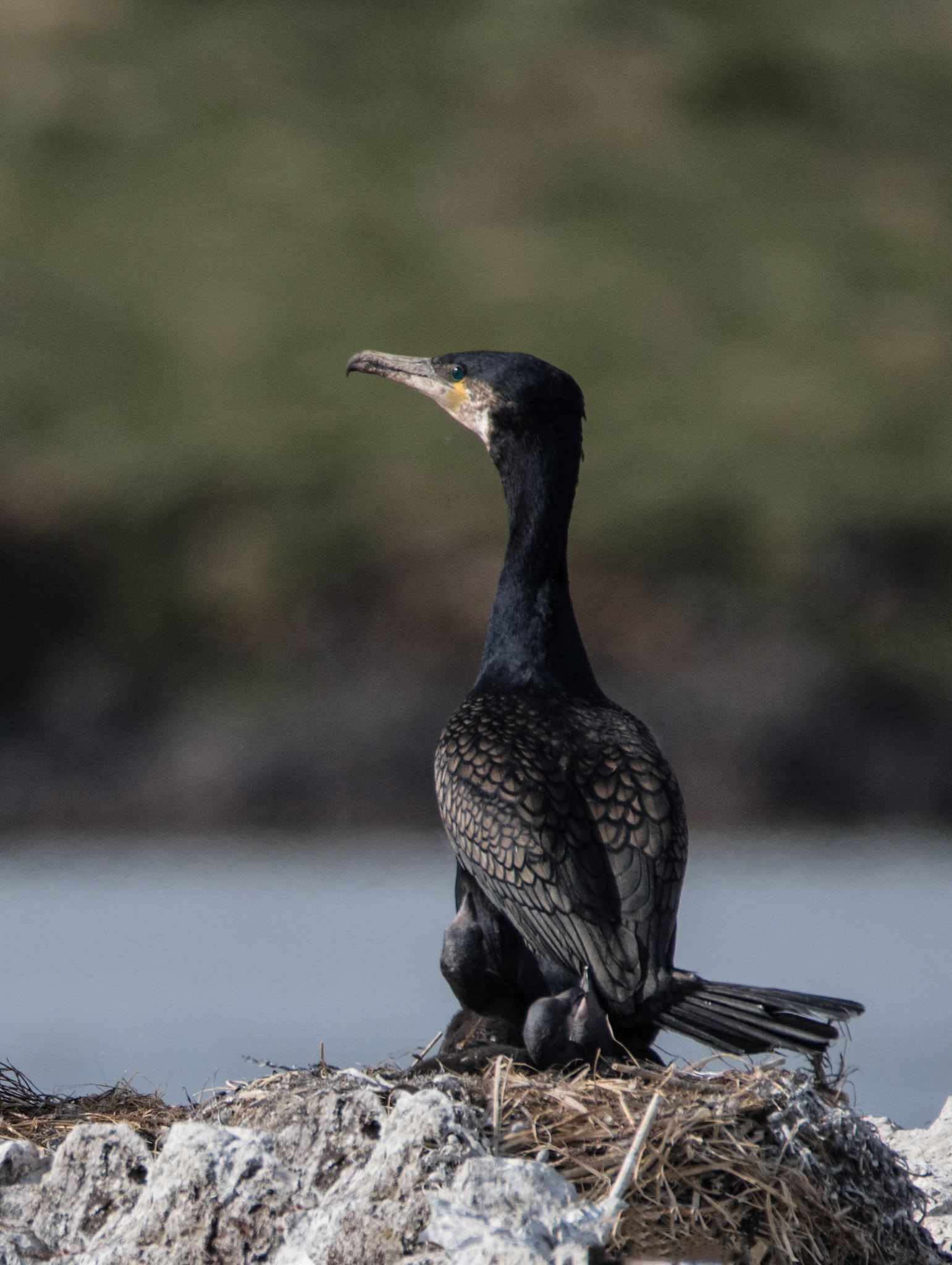 ©SVANA Great Cormorant with chicks.