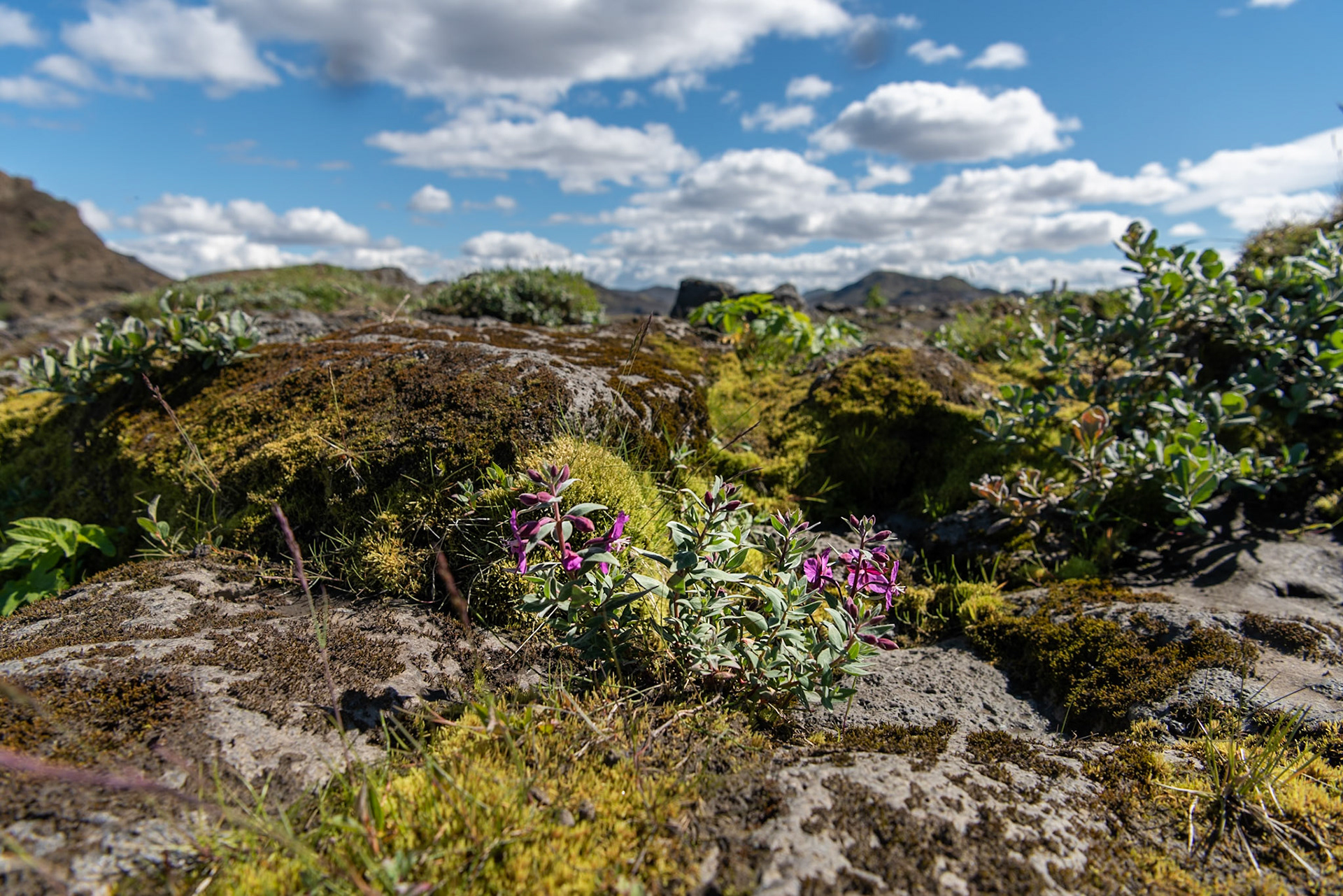 ©SVANA One of my favourite. Can be found in rough landscape, adds wonderful purple colour to the environment.Dwarf fireweed,Chamaenerion latifolium eyrarós.