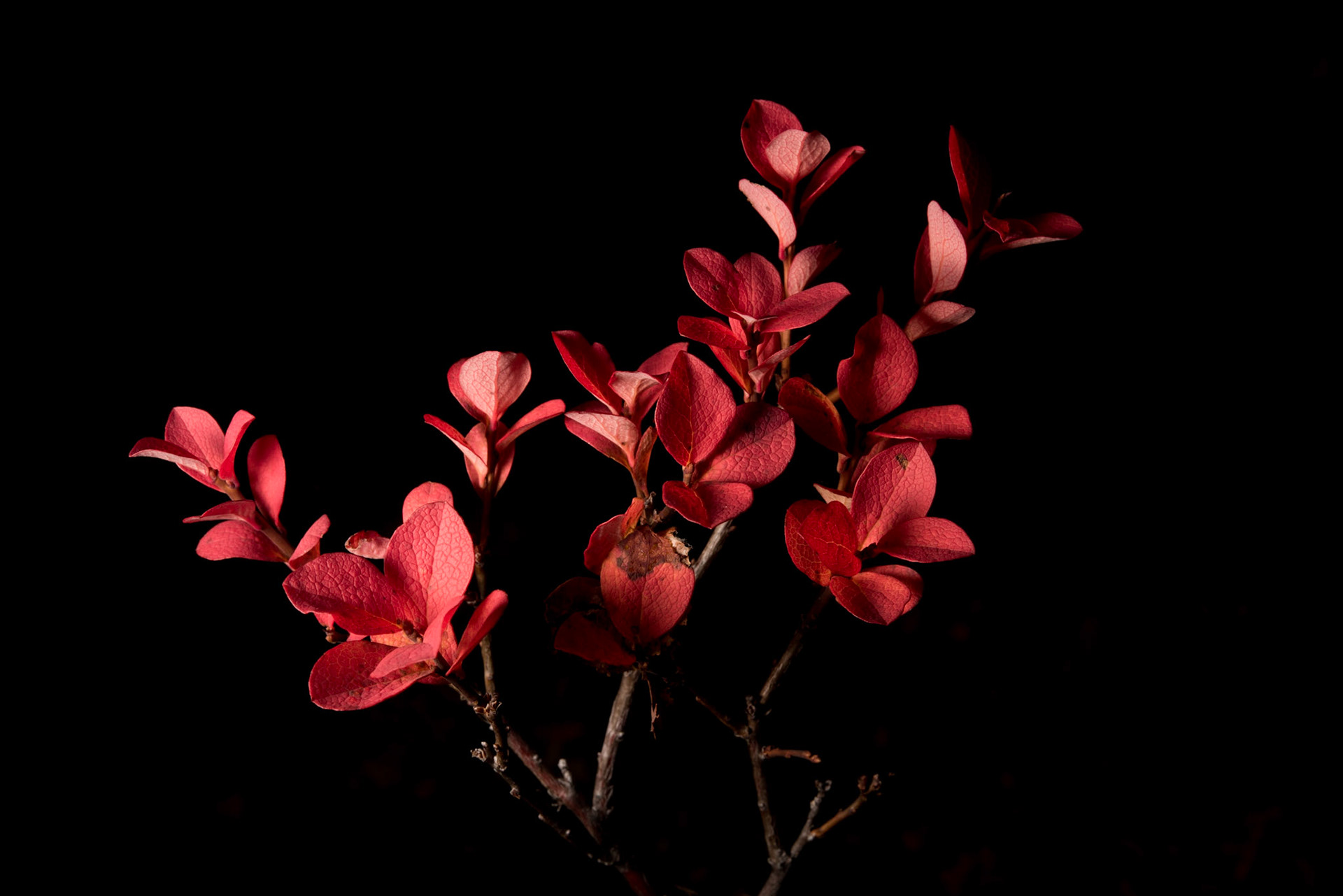 ©SVANA Bog Bilberry, Bog Blueberry, Bog Whortleberry, Vaccinium uliginosum, bláberjalyng.