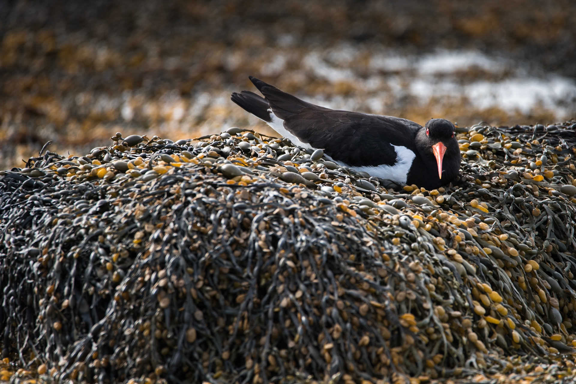 Tjaldur -Lying on a bed of seaweed, waiting for the photographer to leave, probably with nest nearby. Taken in Flatey, Breiðafjörður, West Iceland.