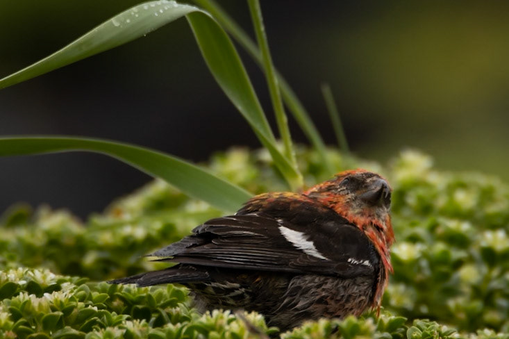 In July 2021 I went for the second time to Surtsey nature reserve. There I saw this amazing bird that is not often seen in Iceland, Two-barred crossbill (Loxia leucoptera).