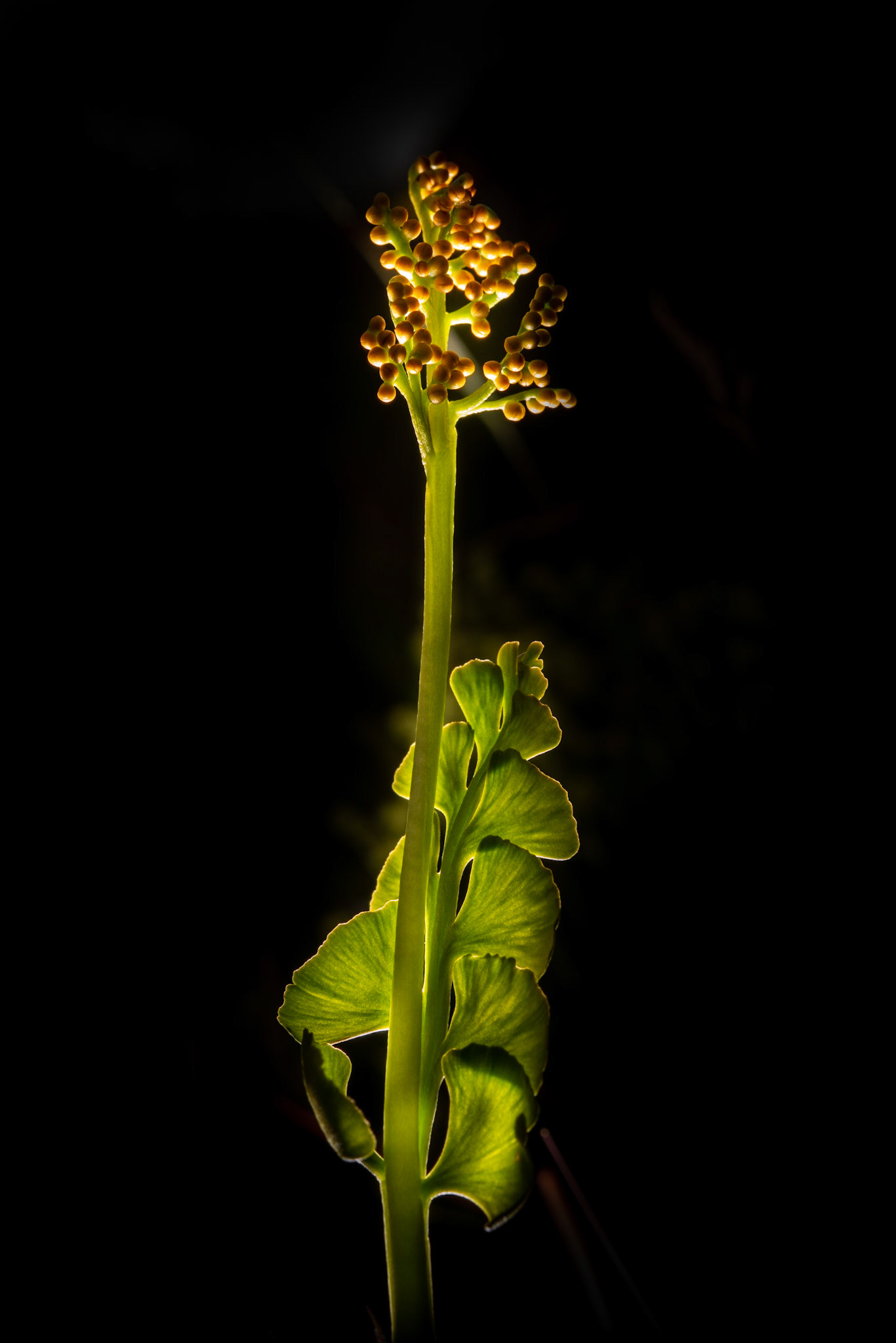 ©SVANA Botrychium lunaria, common moonwort, tungljurt.