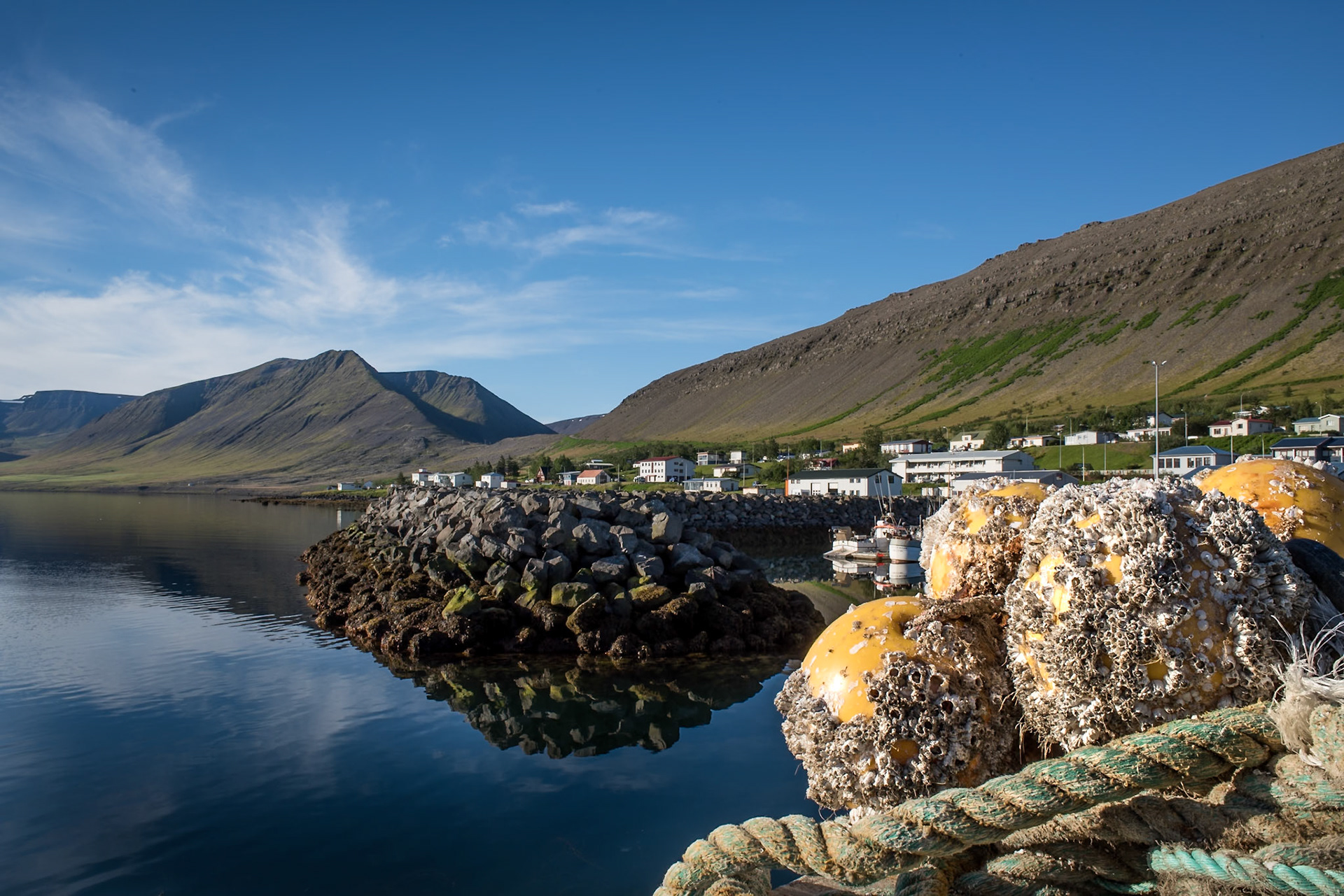 Dýrafjörður -Barnacles on fishing gear at the harbour in the small village Þingeyri West Iceland.