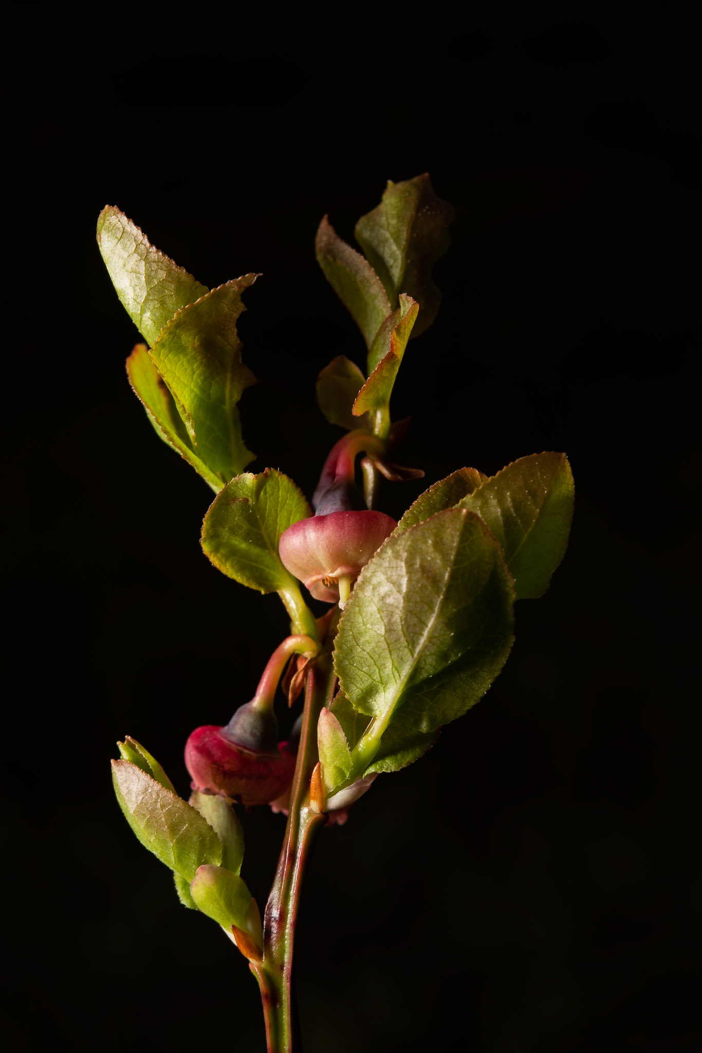 ©SVANA  Bog bilberry, Vaccinium uliginosum, bláberjalyng.