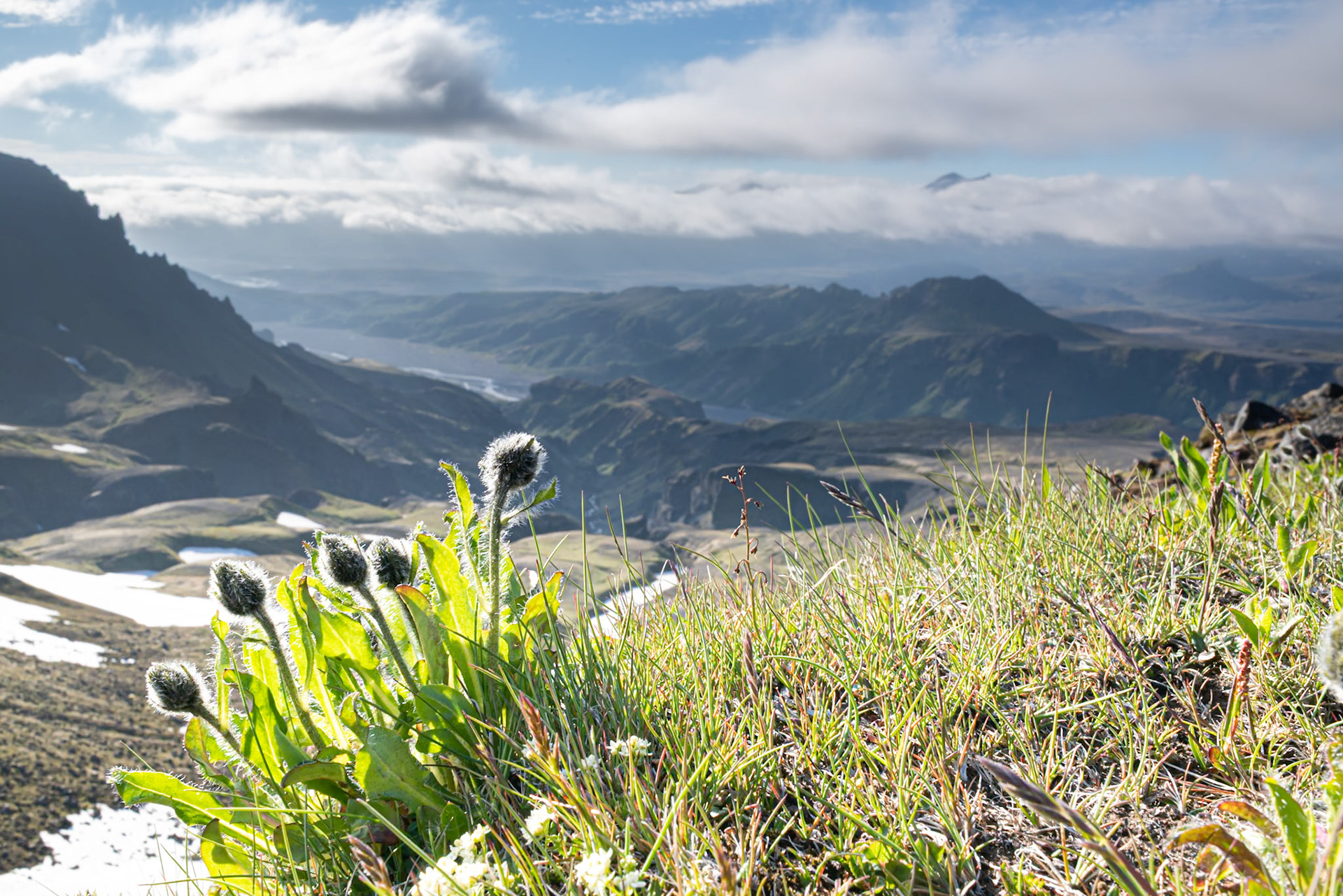 ©SVANA Plants growing high up in the mountains, with a view to Þórsmörk where the vegetation is unique due to the lack of sheep and the relatively mild weather between the glaciers.