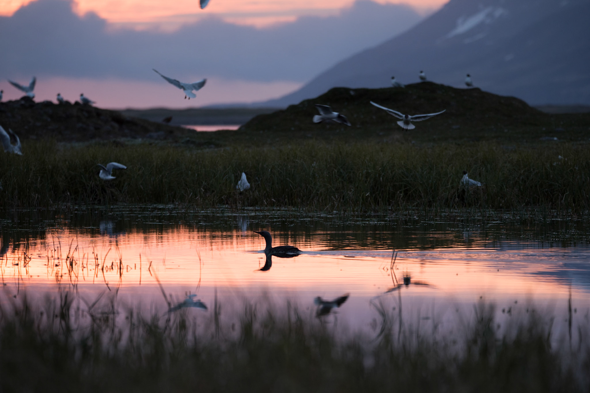 Dýrafjörður -lómur -A Red-throated loon swimming nearby a breeding colony of Black-headed gulls