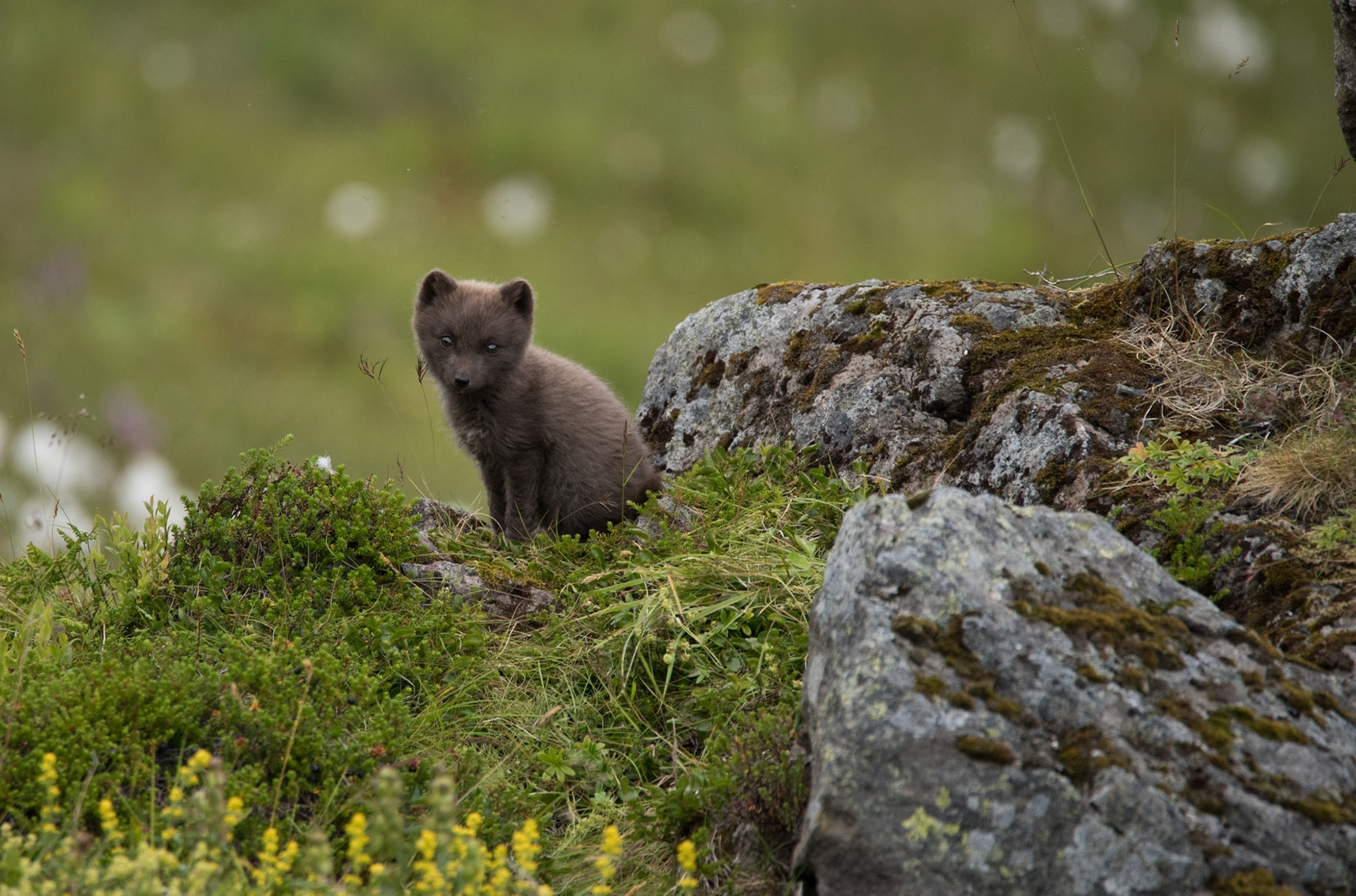 ©SVANA A relaxed arctic fox puppy.