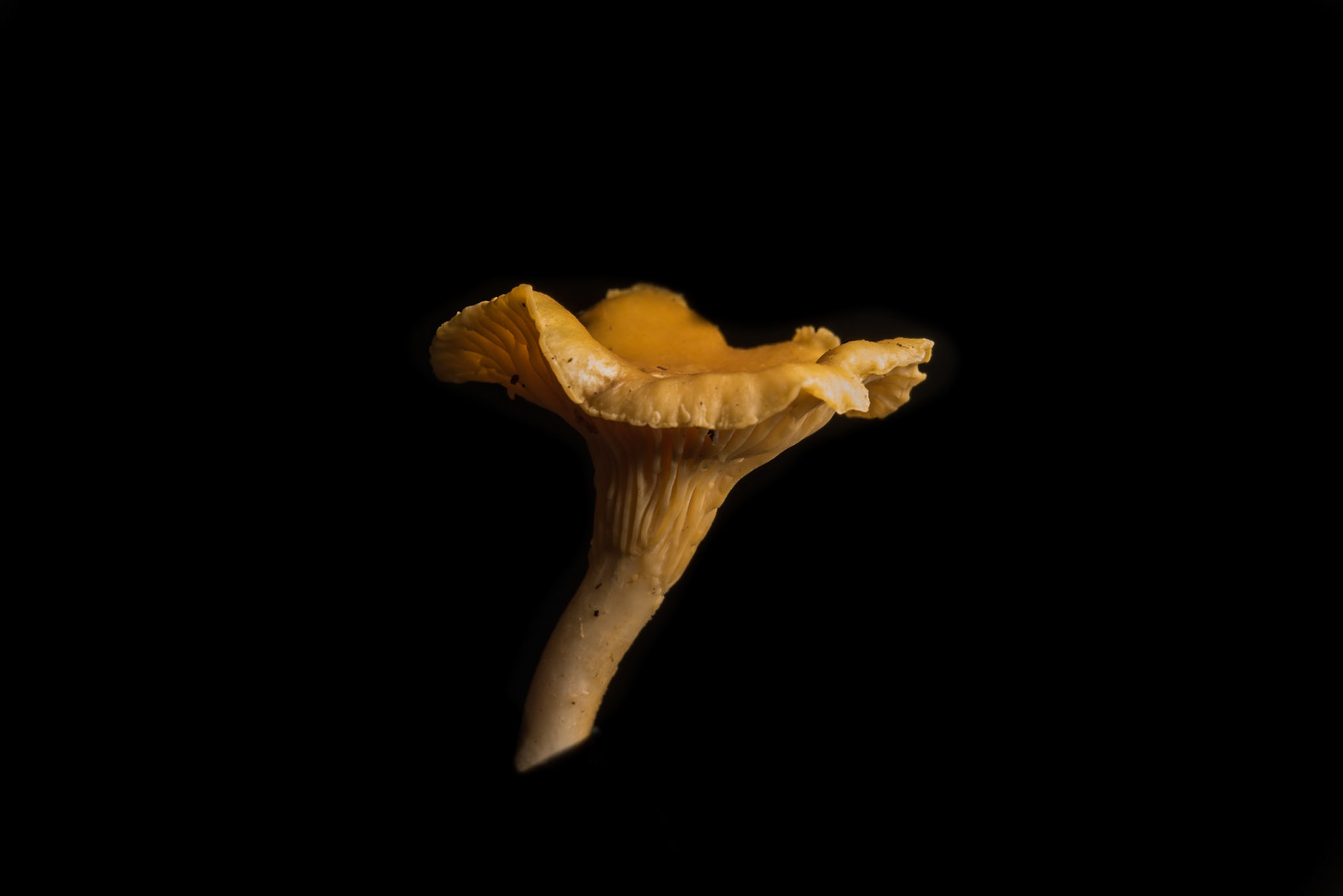 ©SVANA One of my favourite mushrooms, rarely found in Iceland. Cantharellus cibarius, chanterelle, kantarella.
