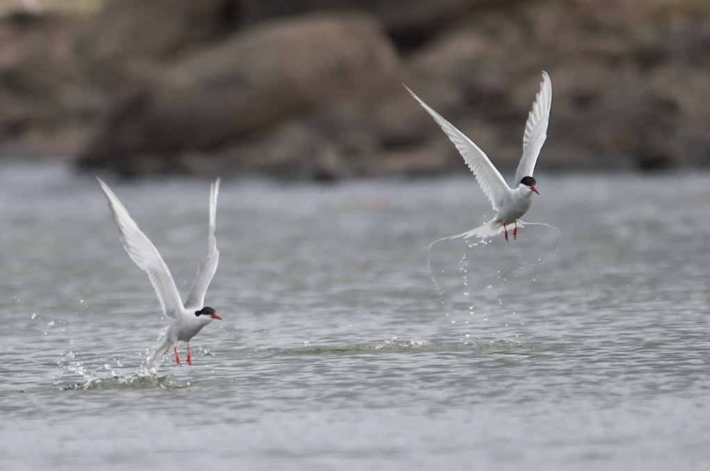 ©SVANA Arctic tern picking food from the sea surface