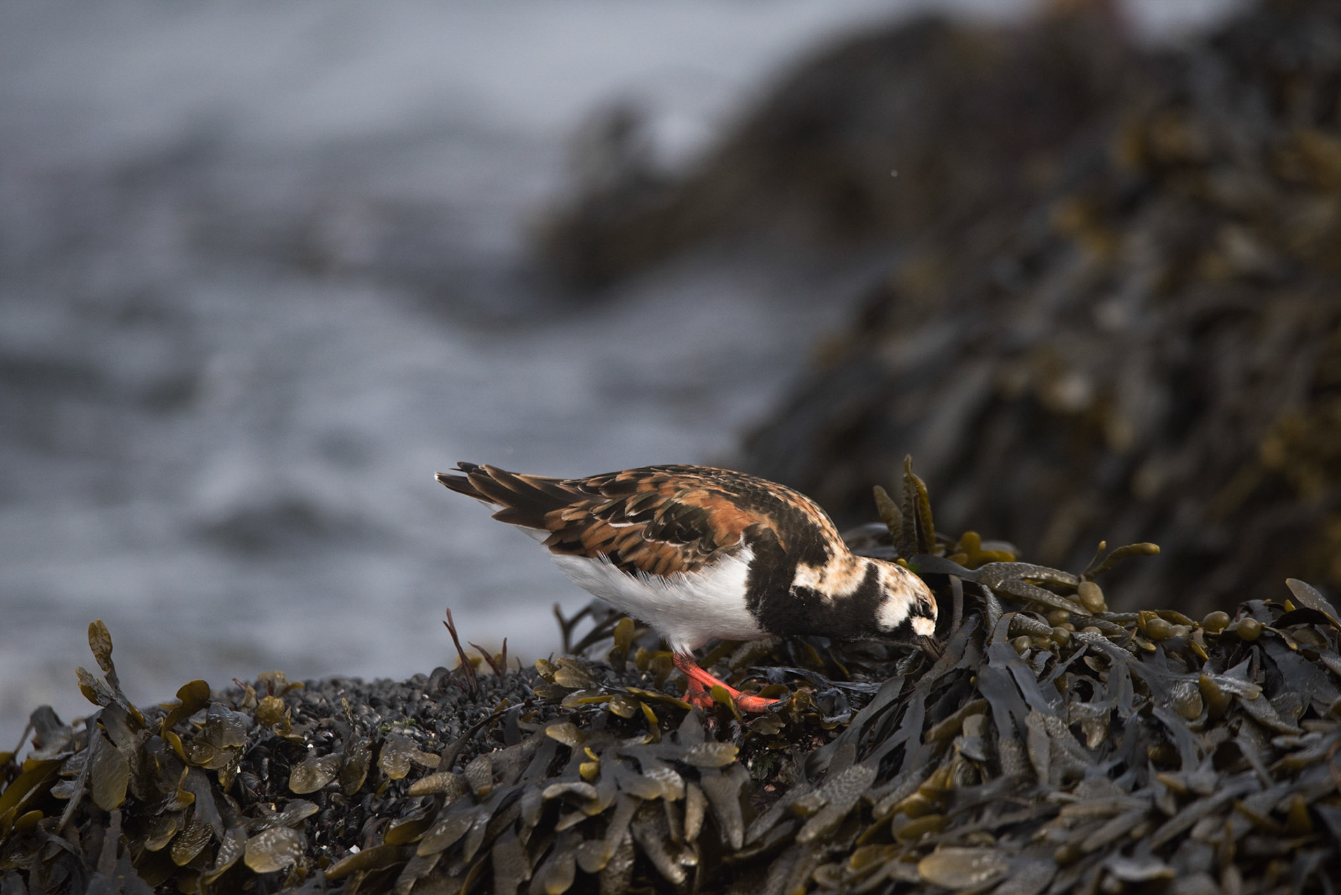 ©SVANA Ruddy turnstone ,(Arenaria interpres) looking for food under the seaweed.