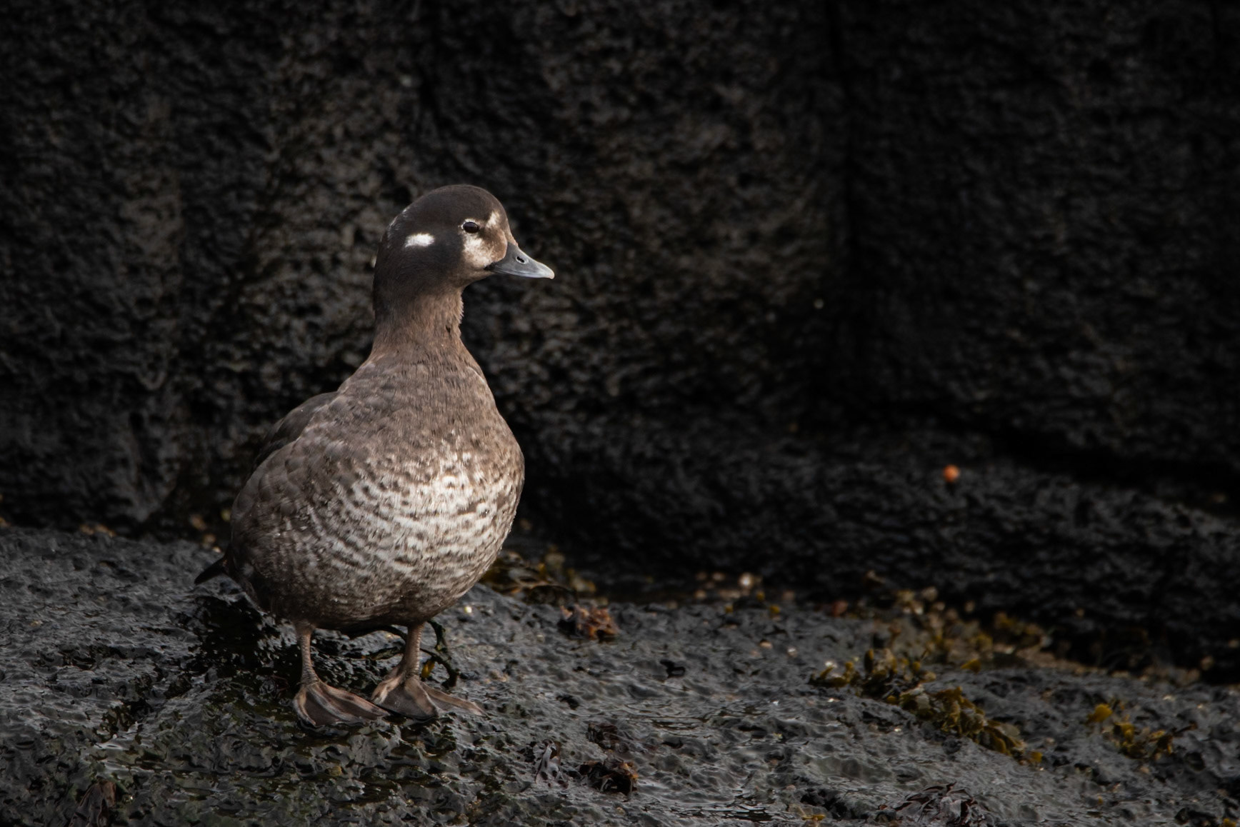 ©SVANA  straumanada keling