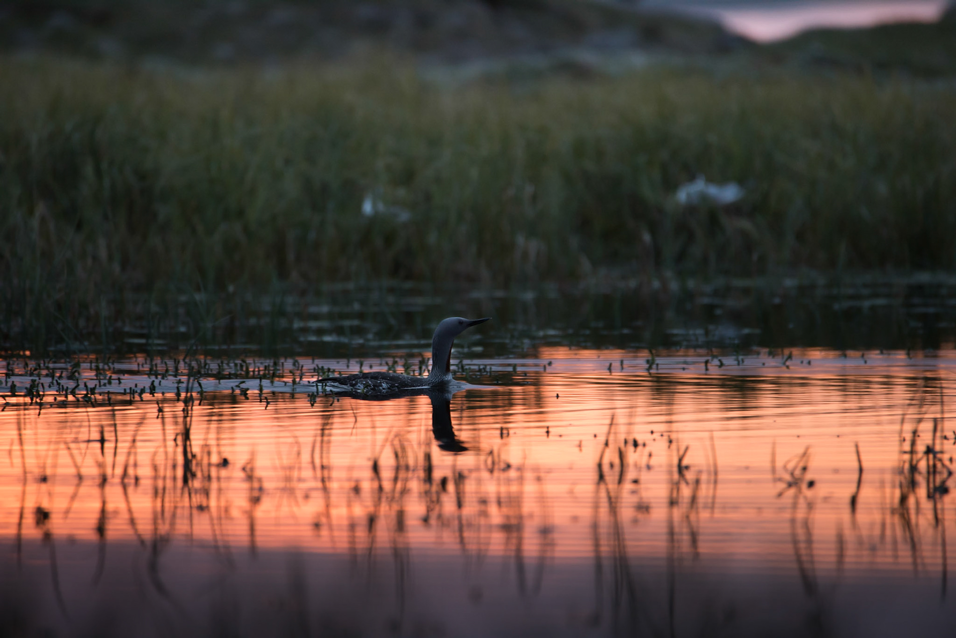 ©SVANA Red-throated loon on a pond in Dýrafjörður. A few years ago we rescued a Red-throated loon from a fishing net, just nearby. Maybe this was the one, paying for the life-saving by posing for the photographer.
