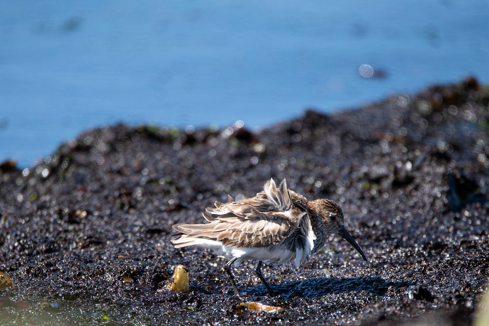 ©SVANA Dunlin,Calidris alpina, lóuþræll.