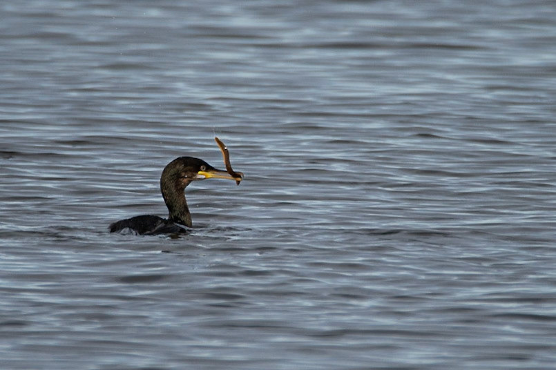©SVANACormorant eating rock gunnel (Pholis gunnellus).