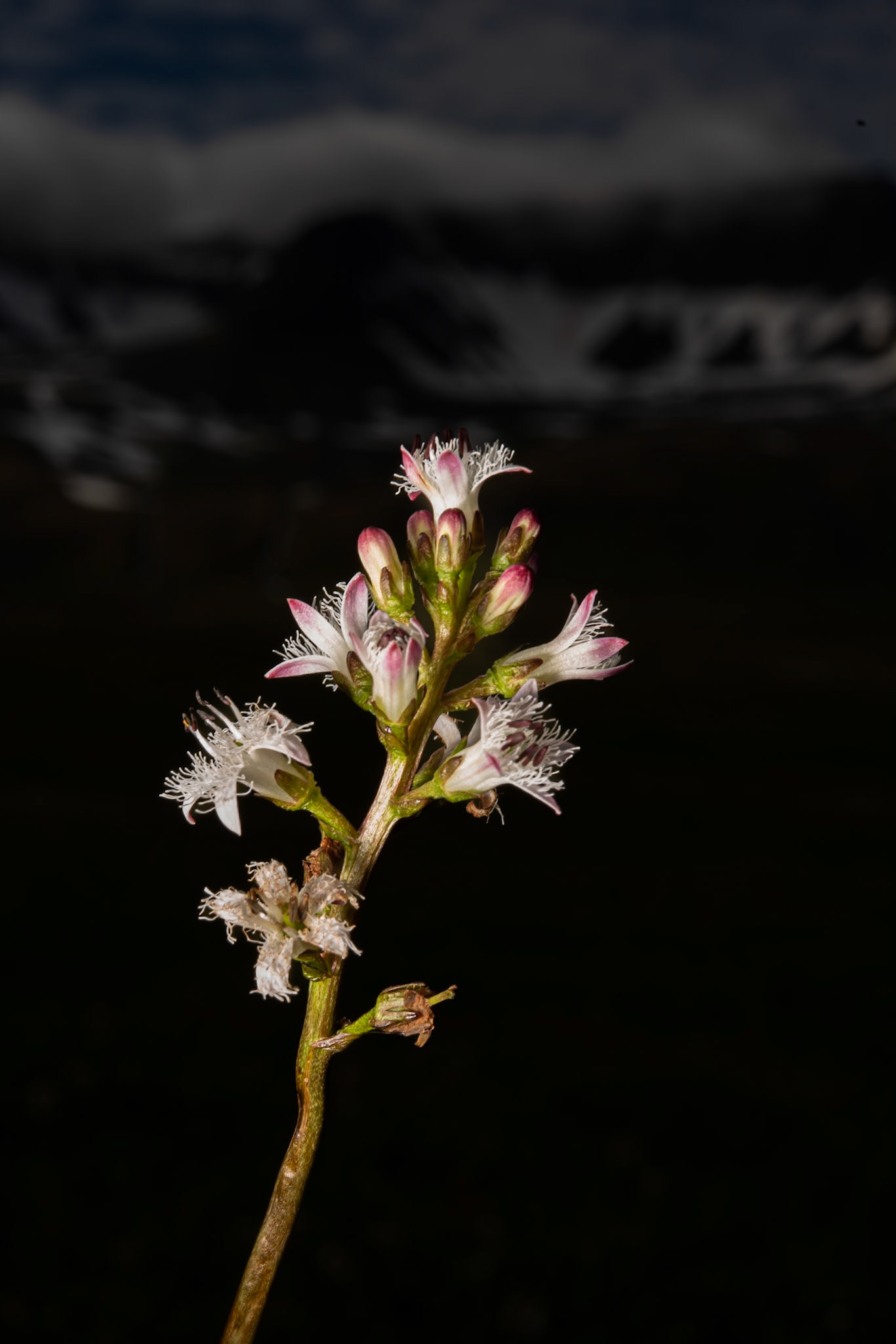 Horblaðka - Bogbean (Menyanthes trifoliata) horblaðka.