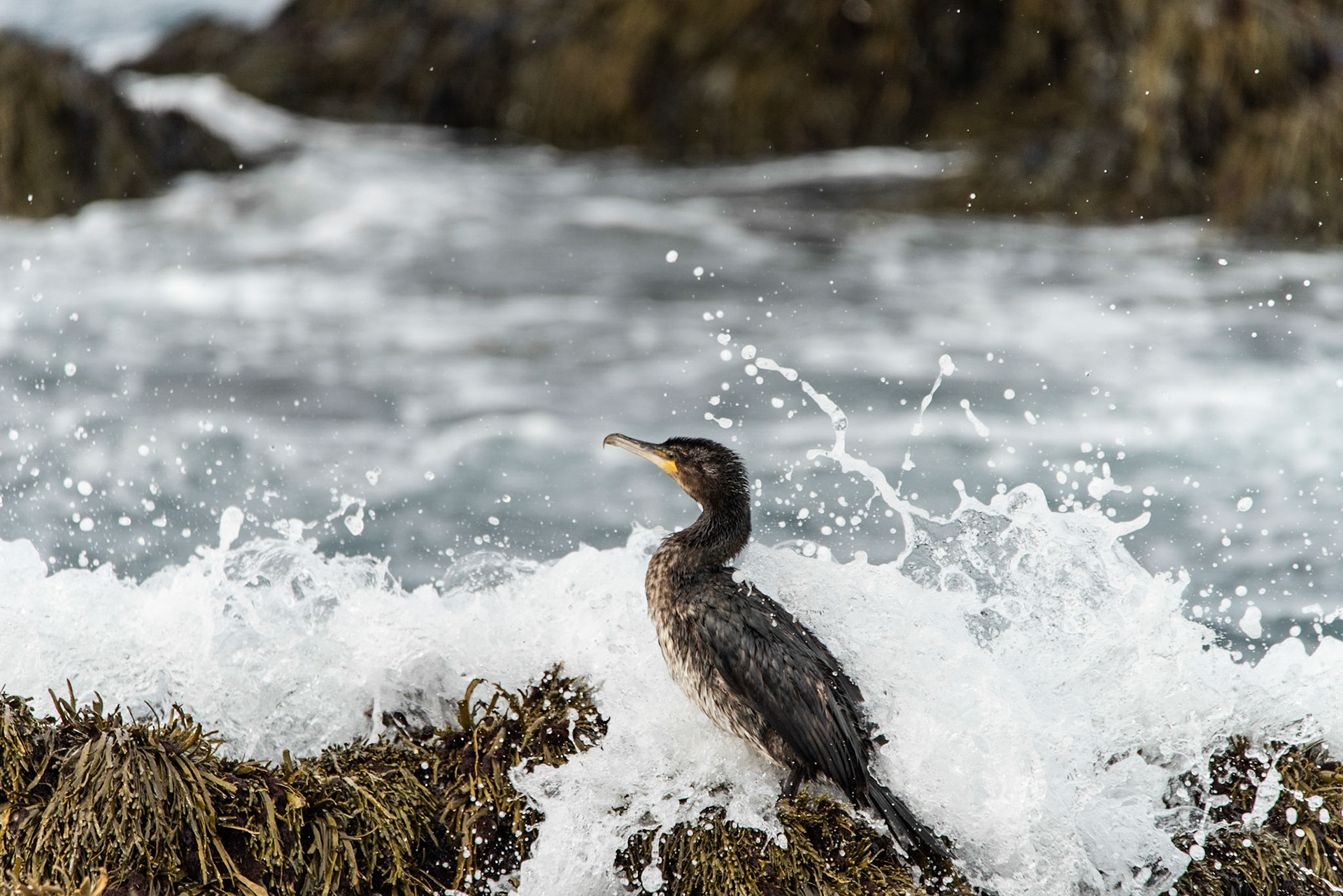 ©SVANA Great Cormorant, a young bird on the shore at Reykjanes.