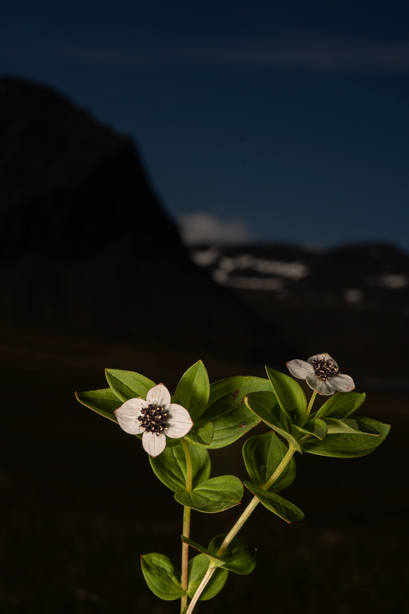 Dwarf cornel (Cornus suecica),skollaber.