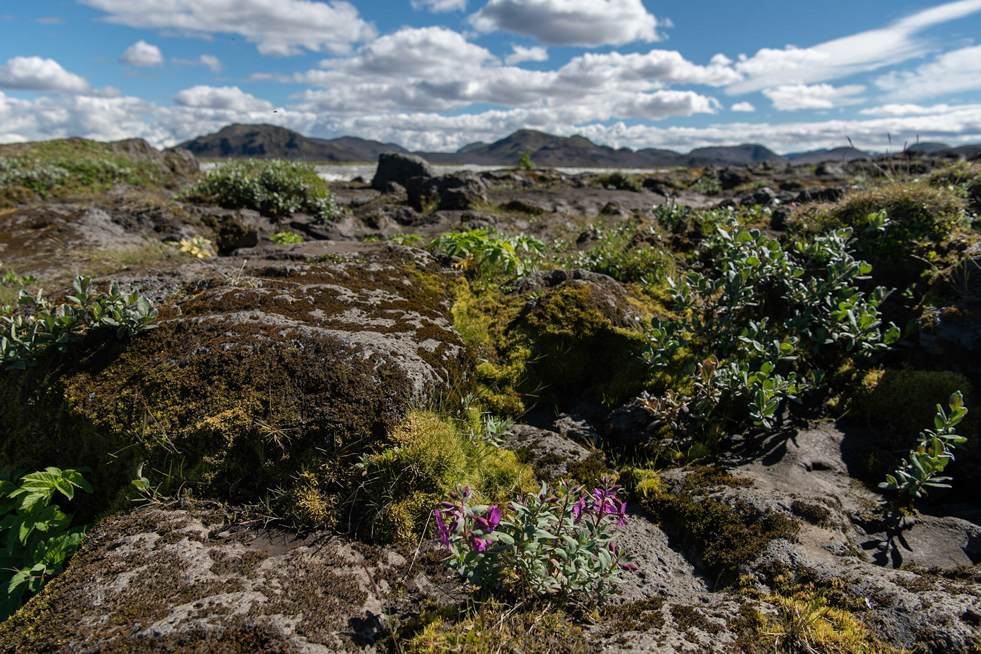 ©SVANA One of my favourite. Can be found in rough landscape, adds wonderful purple colour to the environment.Dwarf fireweed,Chamaenerion latifolium eyrarós.