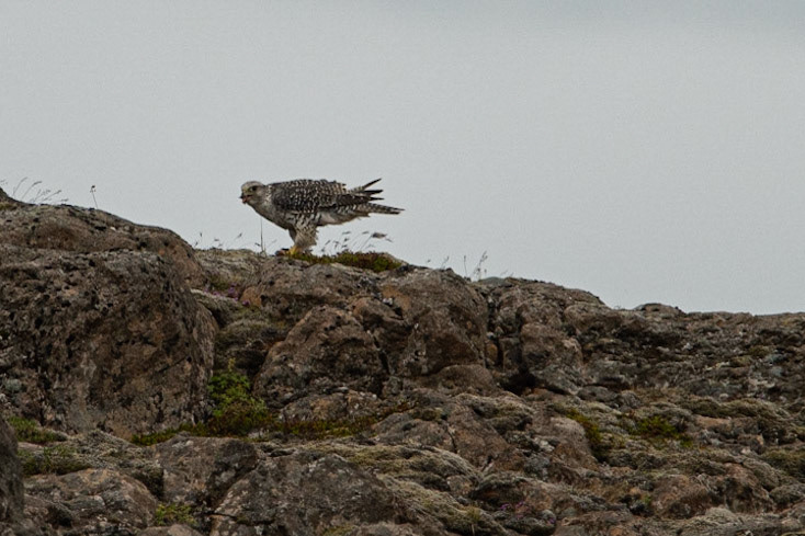 ©SVANA Gyrfalcon, Falco rusticolus.fálki.