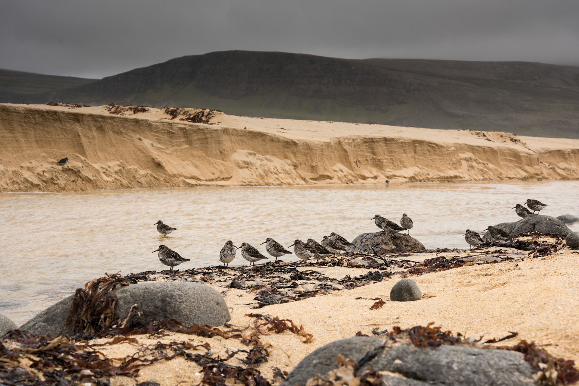 Sendlingur -Calidris maritima