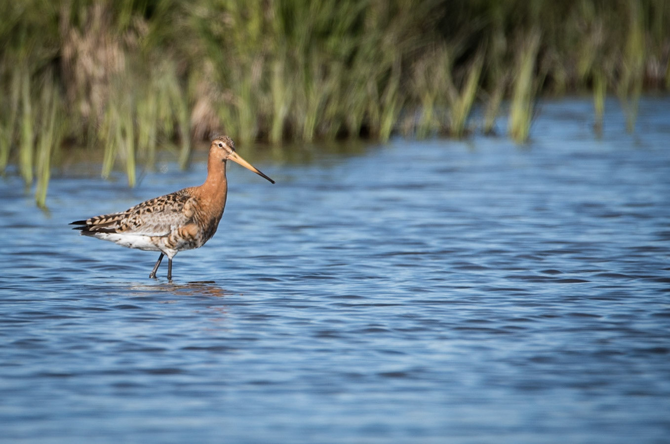 After seeing several Black-tailed godwit on a field, I managed to spot this one wading in a pond nearby.