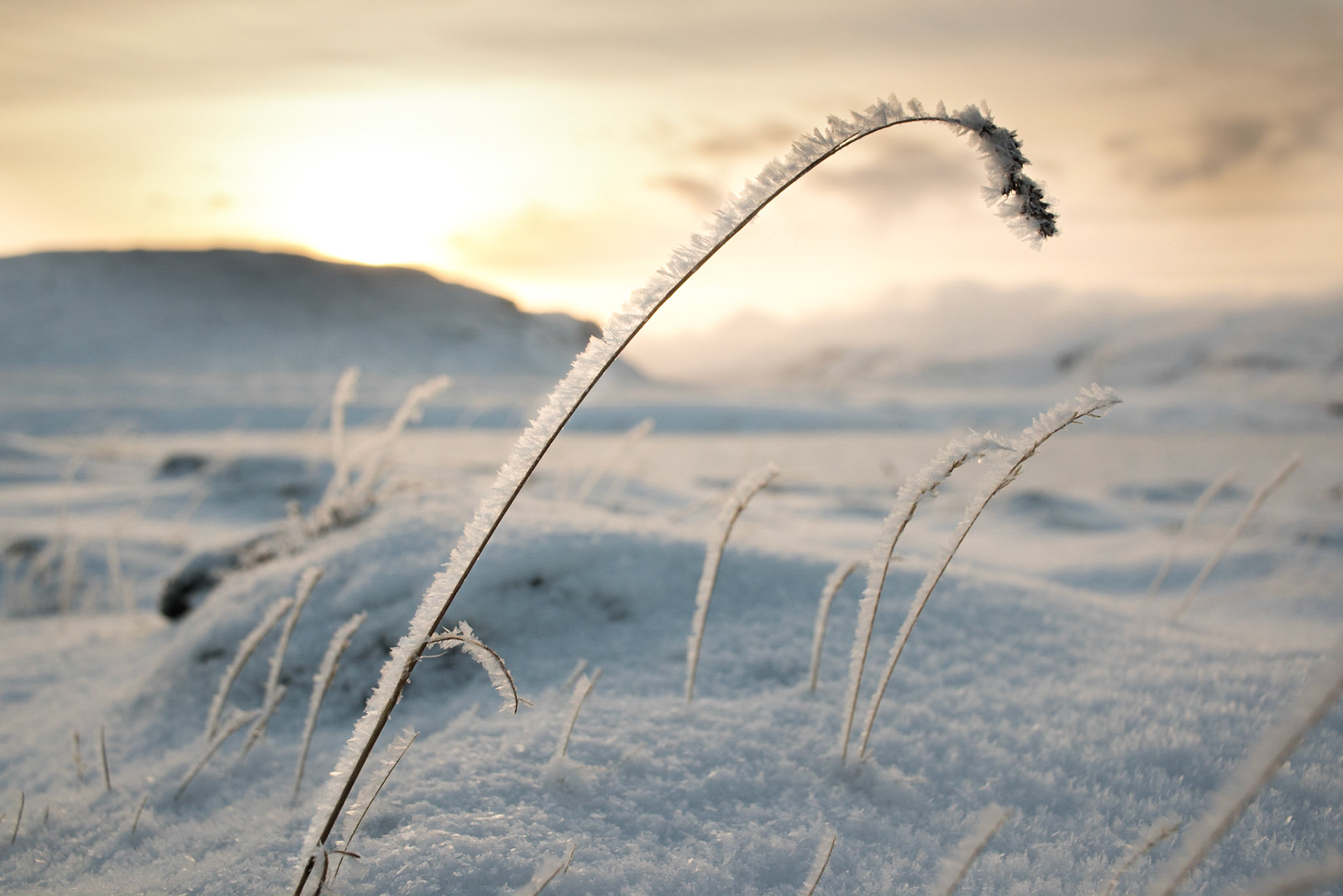 ©SVANA The straws are still standing, despite winter storms and icy “leaves”.Location: Ós, Skógarströnd, West Iceland