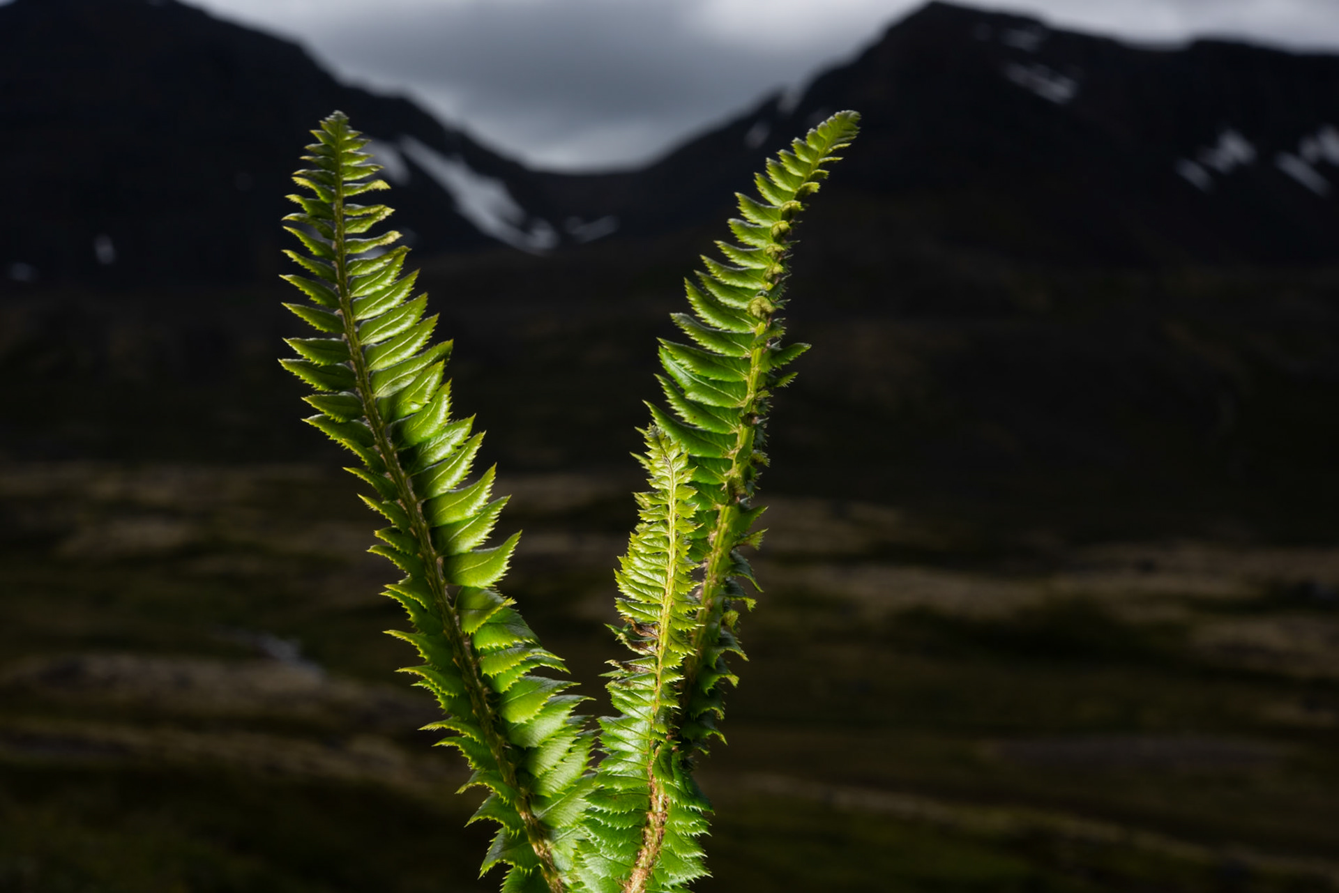 Skjaldburkni - Northern hollyfern (Polystichum lonchitis), skjaldburkni.