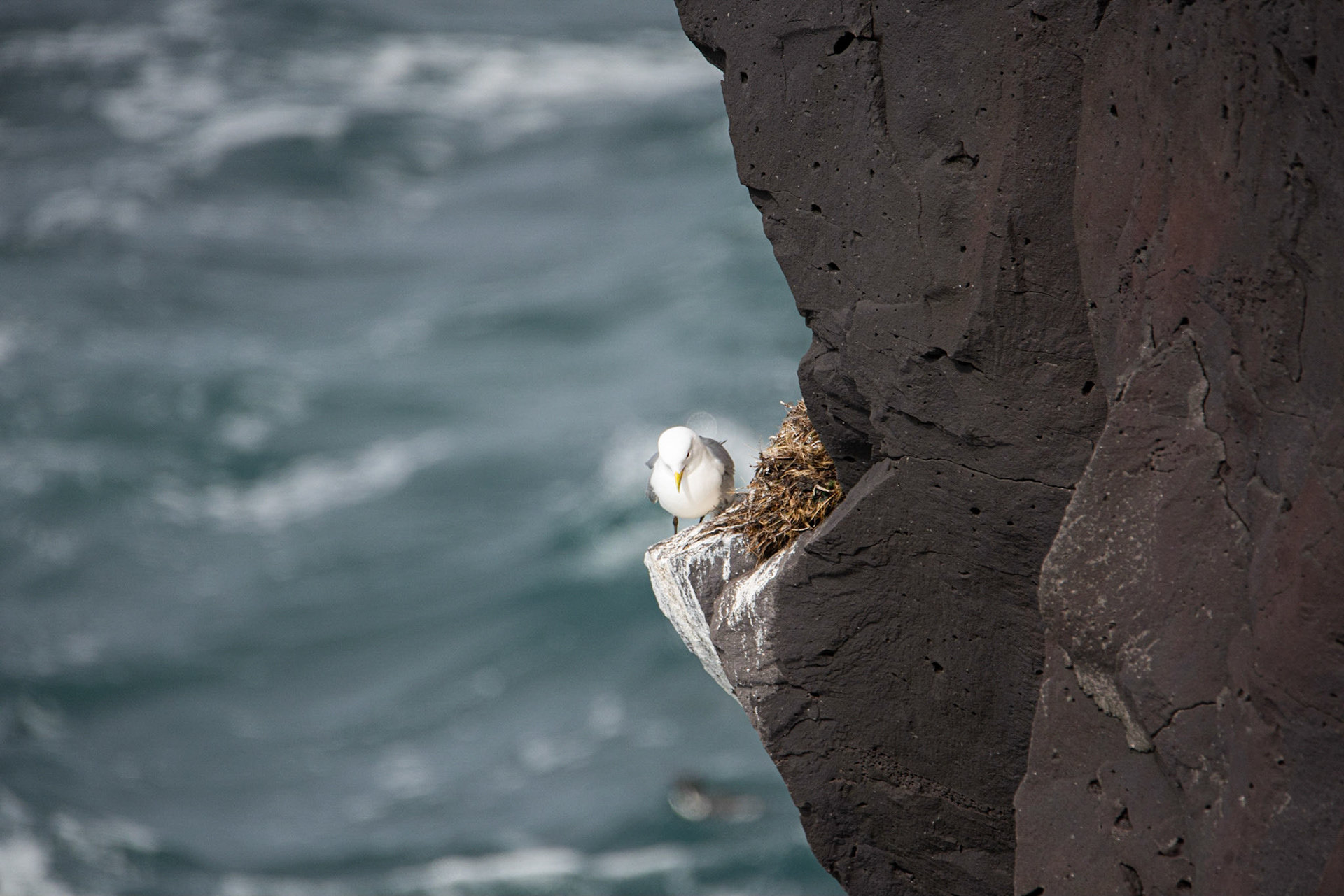 ©SVANA Black-legged kittiwake, Rissa tridactyla,rita.
