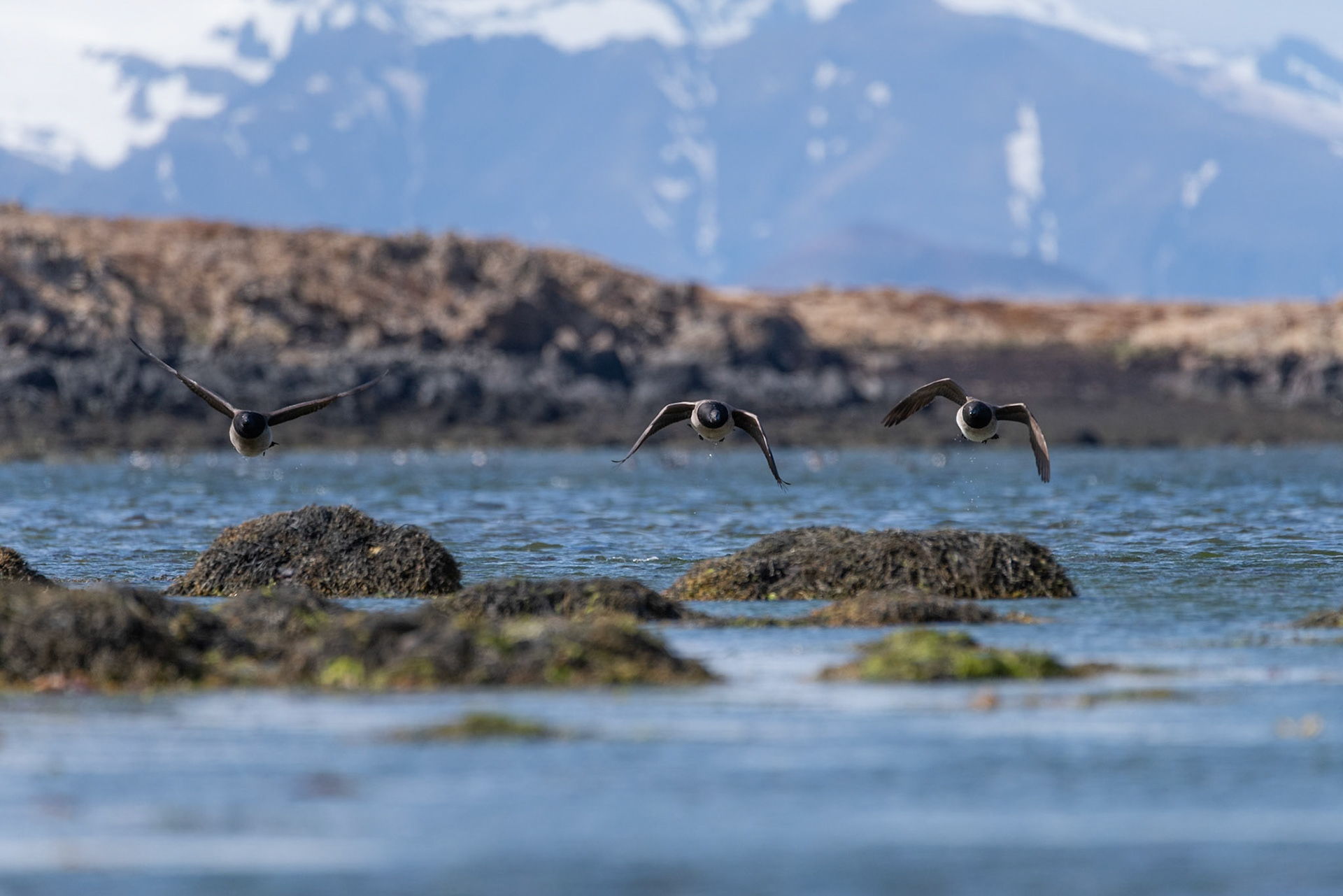 Margæs -Brant goose, Branta bernicla, margæsir.