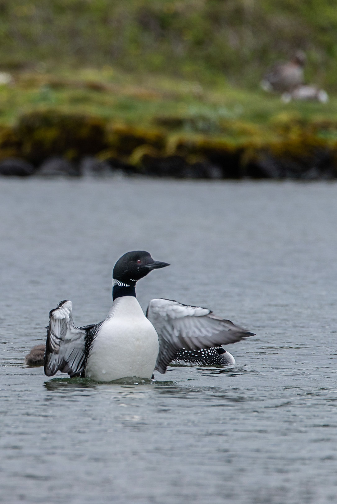 ©SVANA Common loon.Gavia immer.