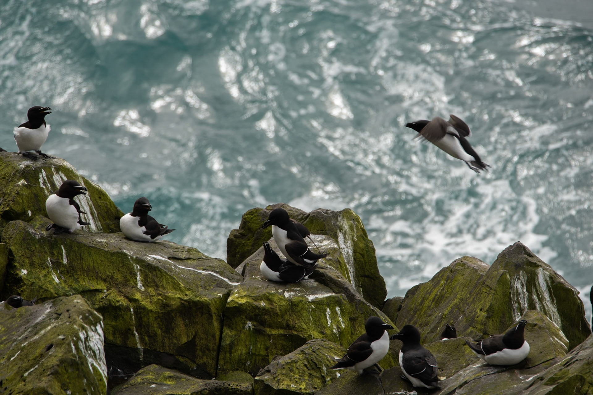 ©SVANA Razorbill,Alca torda, álka.