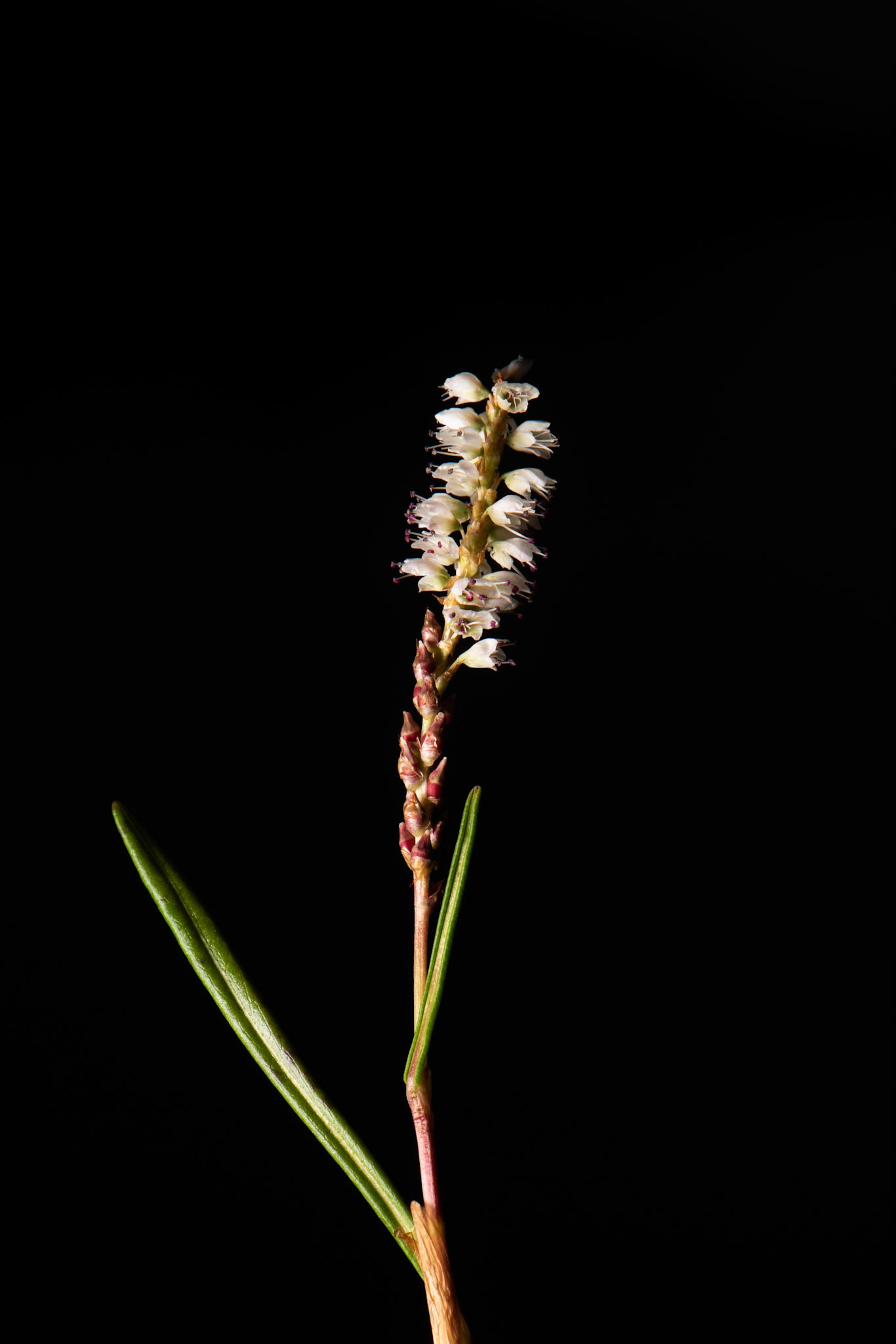 ©SVANA Alpine bistort, Bistorta vivipara, kornsúra