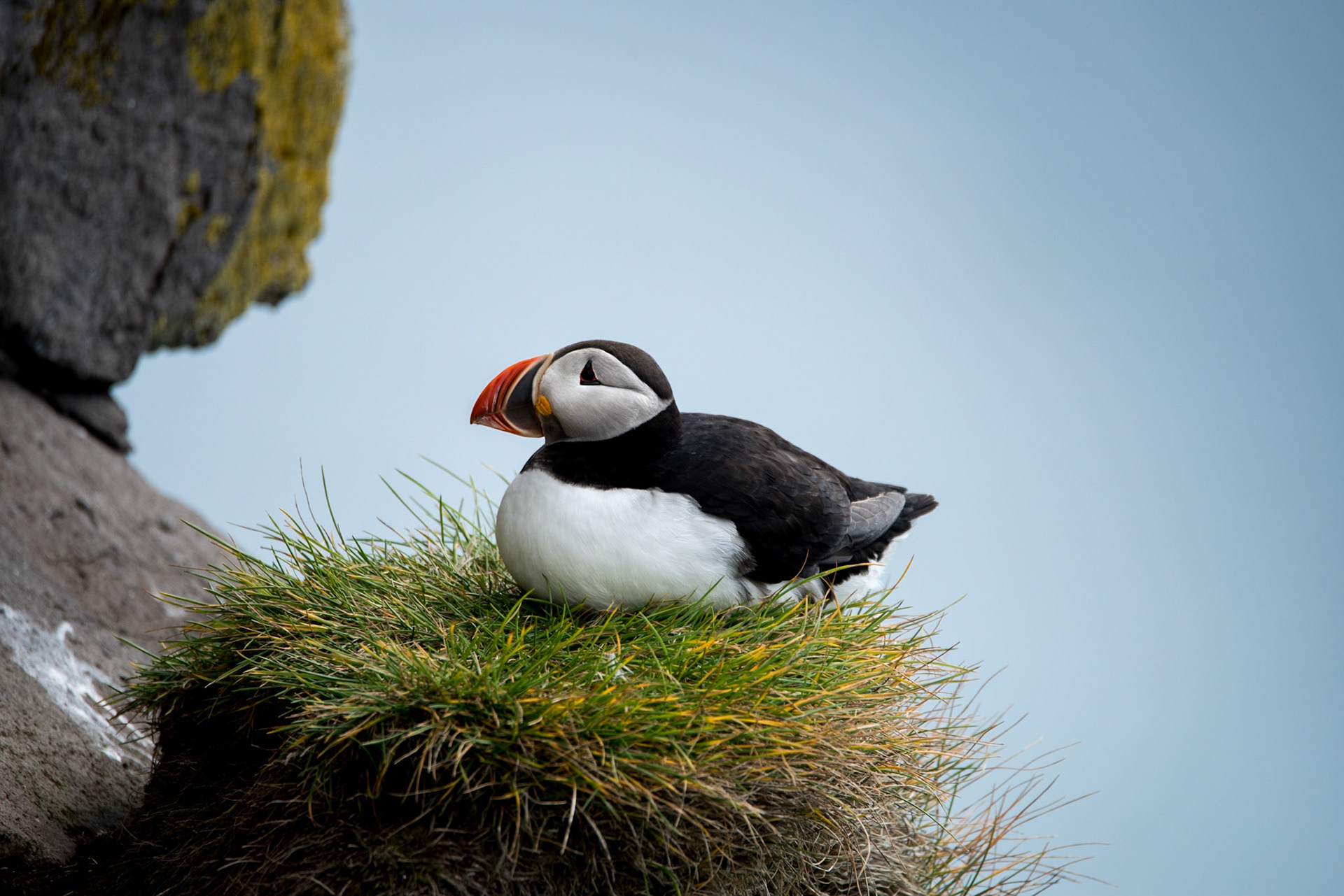 ©SVANA Atlantic puffins (Fratercula arctica) are sometimes nick-named “clowns of the sea” or “sea parrots”. This bird was absolutely relaxed while resting comfortably in the huge bird-cliff Látrabjarg, the westernmost part of Iceland.
