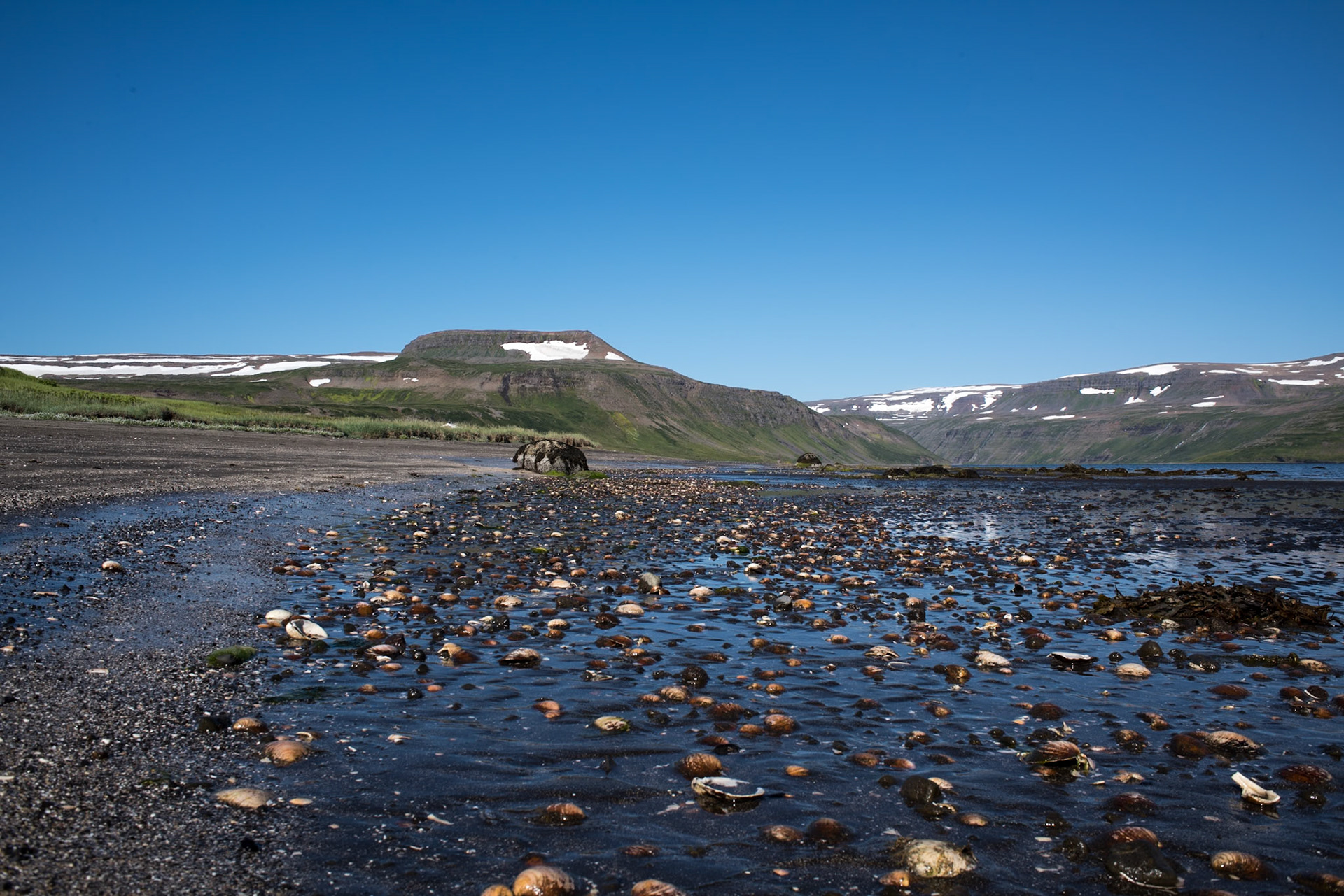 Hesteyri -Drifted shells of ocean quahogs on the shore at Hesteyri.