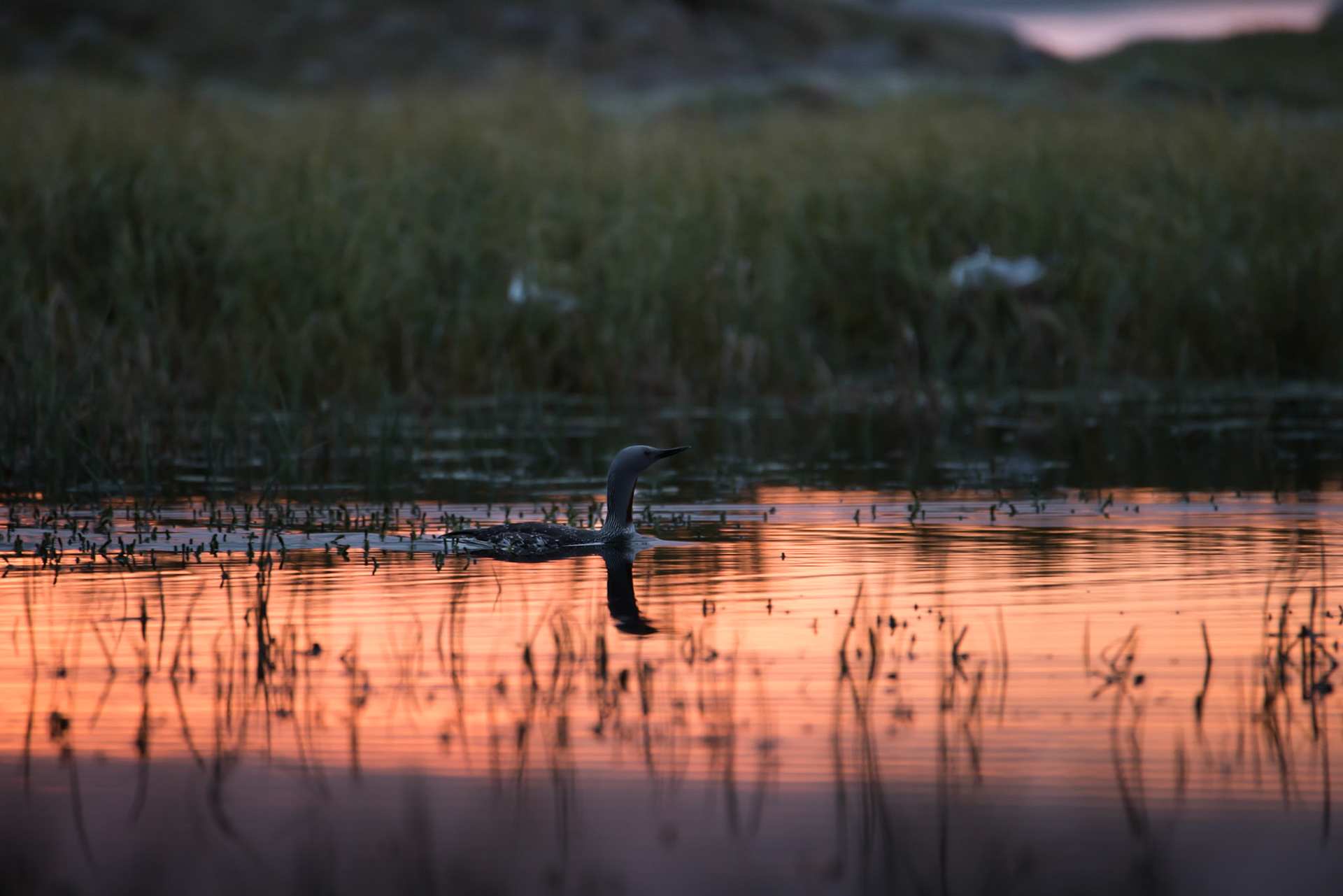 ©SVANA Red-throated loon on a pond in Dýrafjörður. A few years ago we rescued a Red-throated loon from a fishing net, just nearby. Maybe this was the one, paying for the life-saving by posing for the photographer.