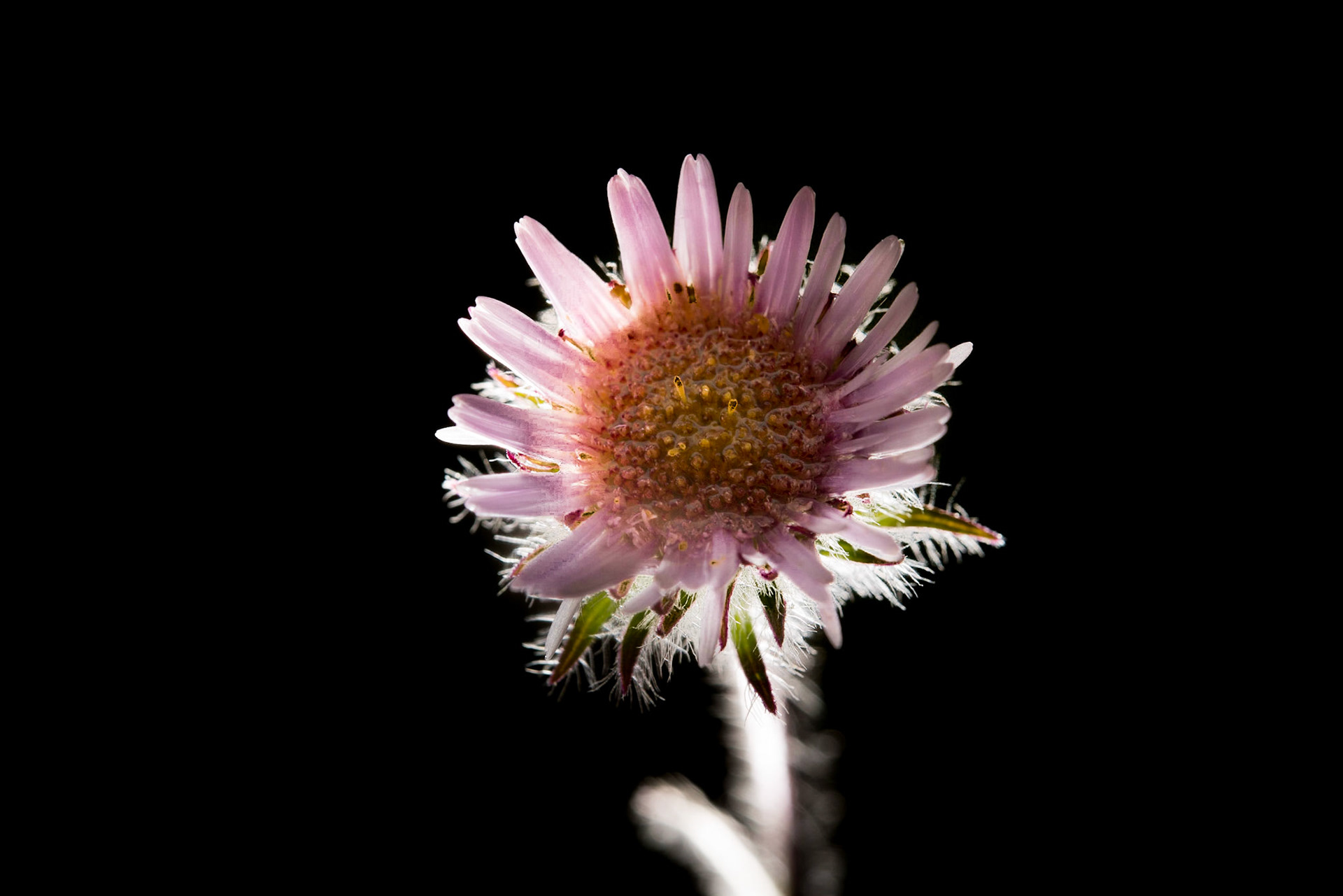 ©SVANA Alpine Fleabane, Erigeron borealis, jakobsfífill.