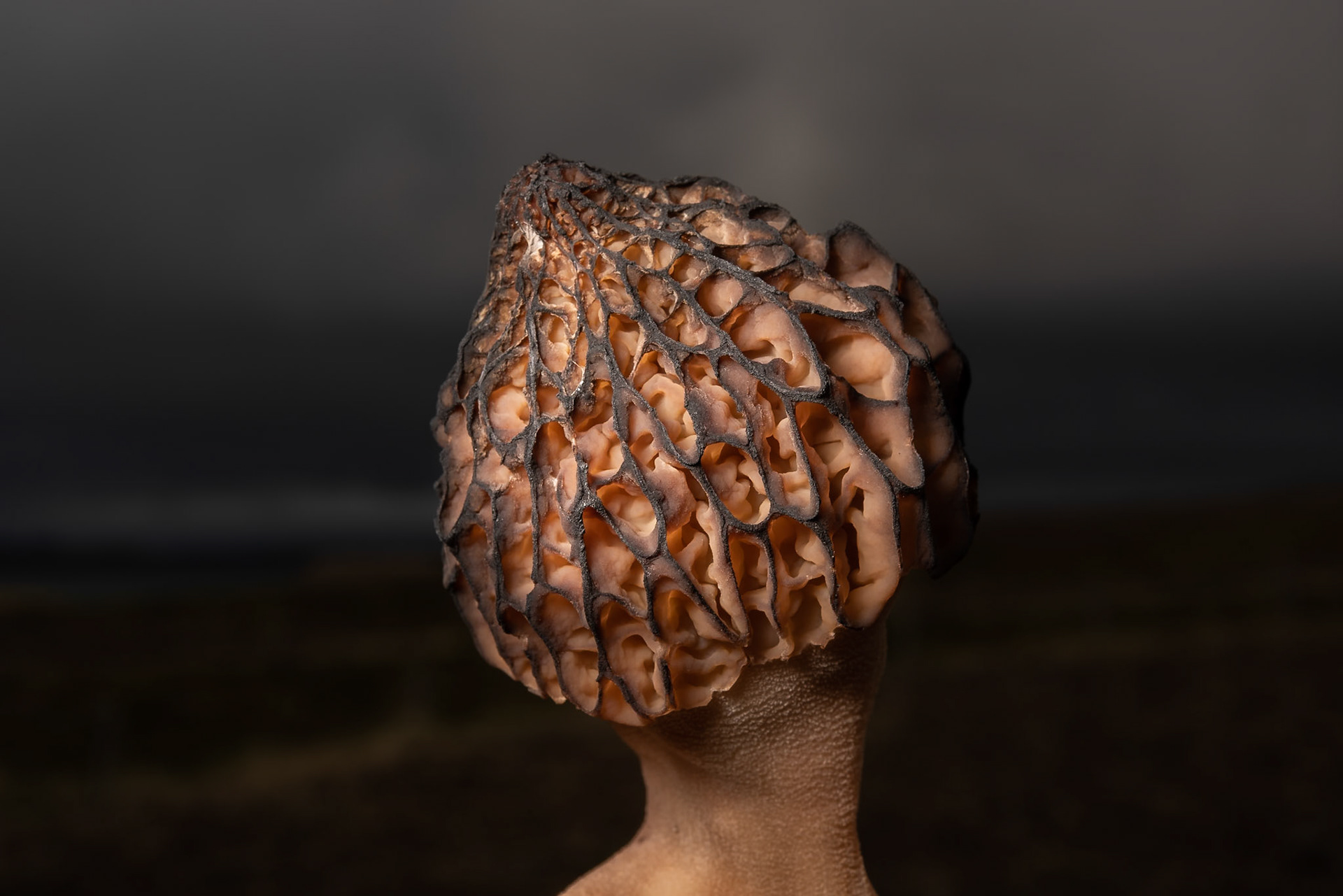 ©SVANA Very tasty fungus that can be found early in the summer. Rare in Iceland, first found in 1972 and I first saw it in June 2018. Black morel, Morchella conica, keilumorkill.