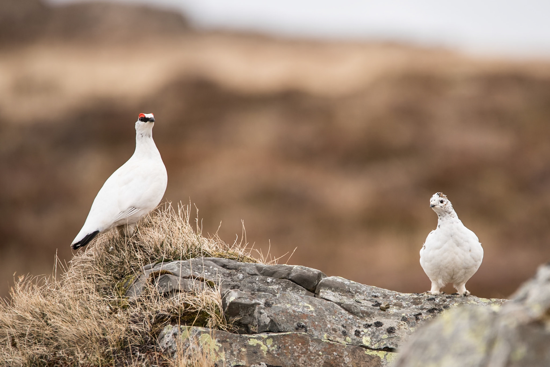 ©SVANA A pair of rock ptarmigans preparing for breeding. The territorial male keeps the white winter plumage during the mating season, but the female is about to get its camouflaged breeding plumage.