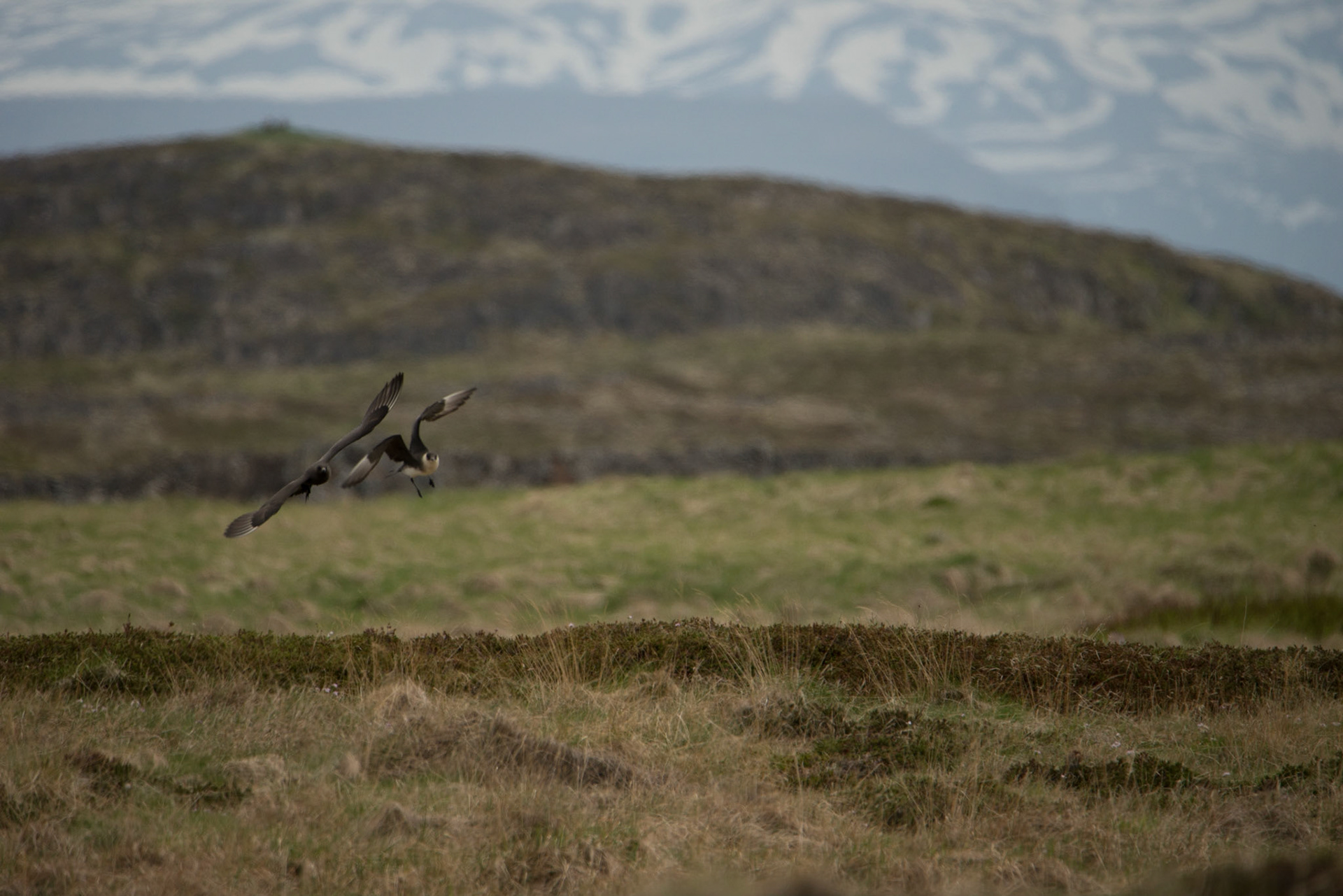 ©SVANA Two colour morphs of Parasitic jaeger; the light and the dark morph. Captured in one of islands of Breiðafjörður