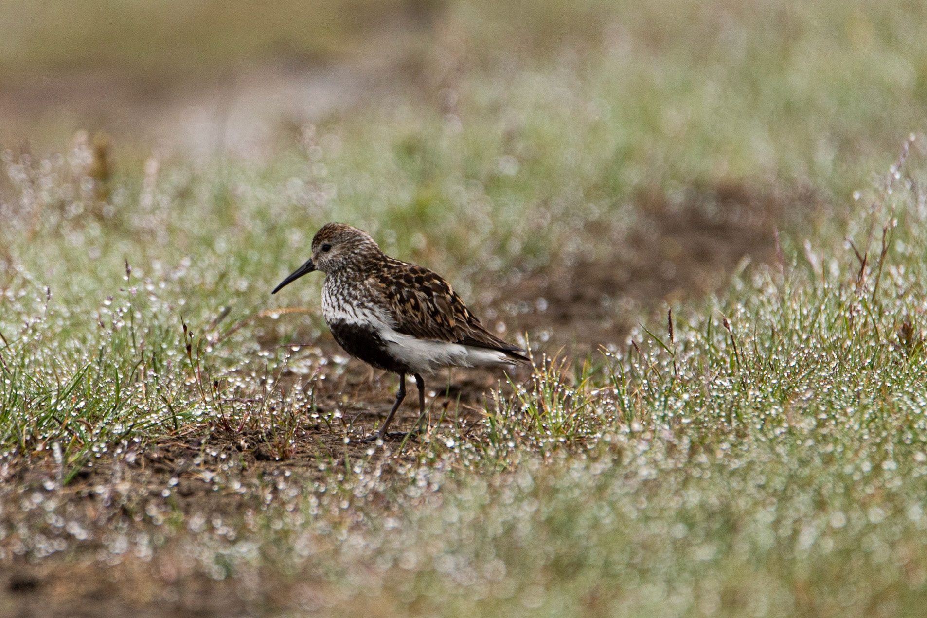©SVANA Dunlin, Calidris alpina, lóuþræll.
