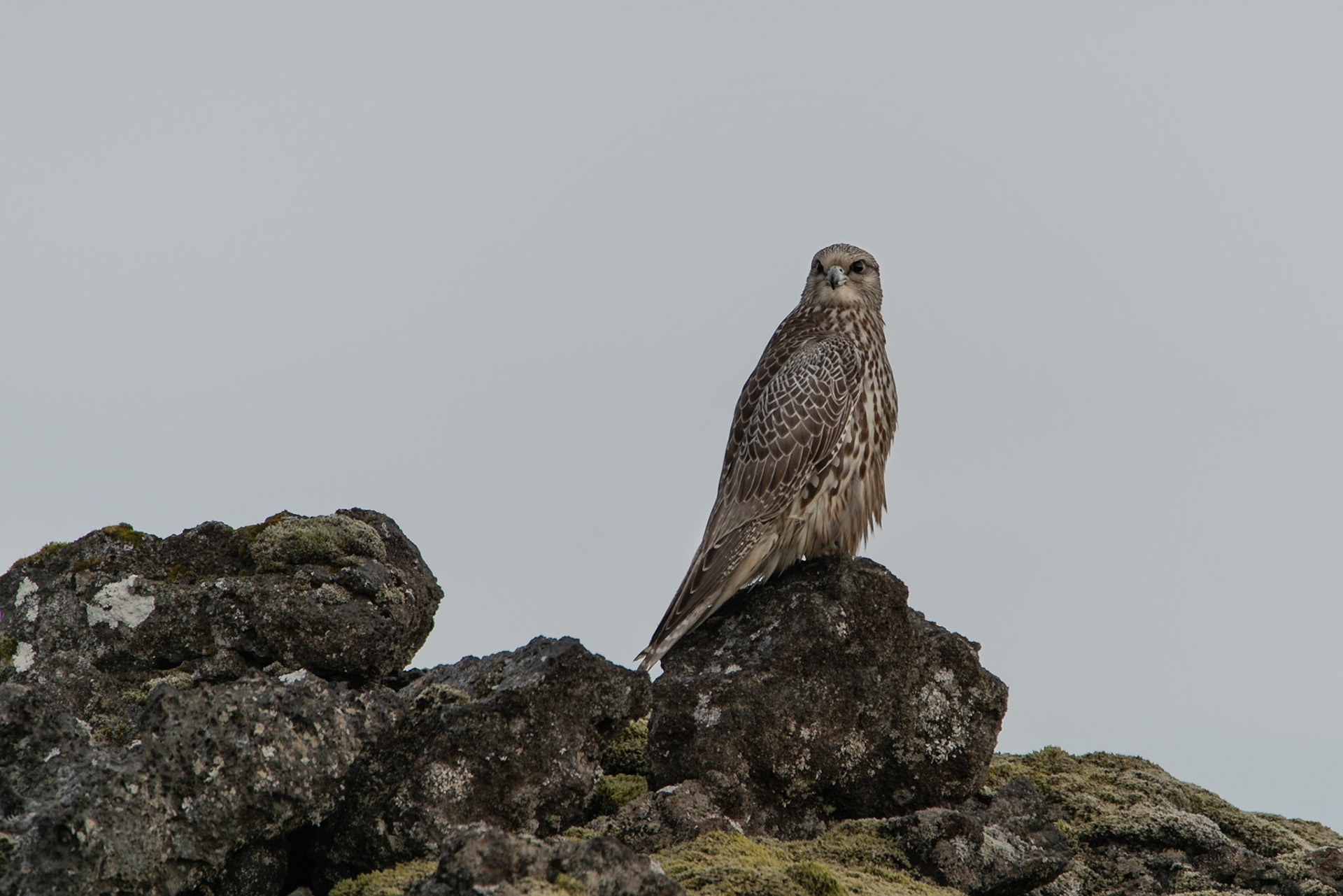 ©SVANAI noticed this Gyrfalcon on my way home one day, sitting on the lava near to the road.