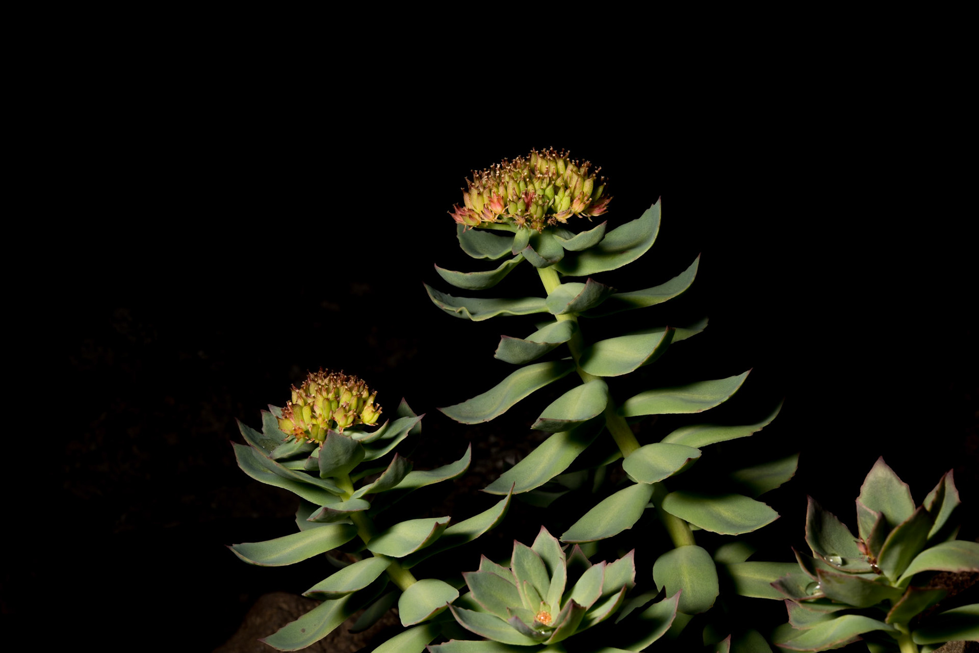 ©SVANA golden root, Rhodiola rosea, burnirót.