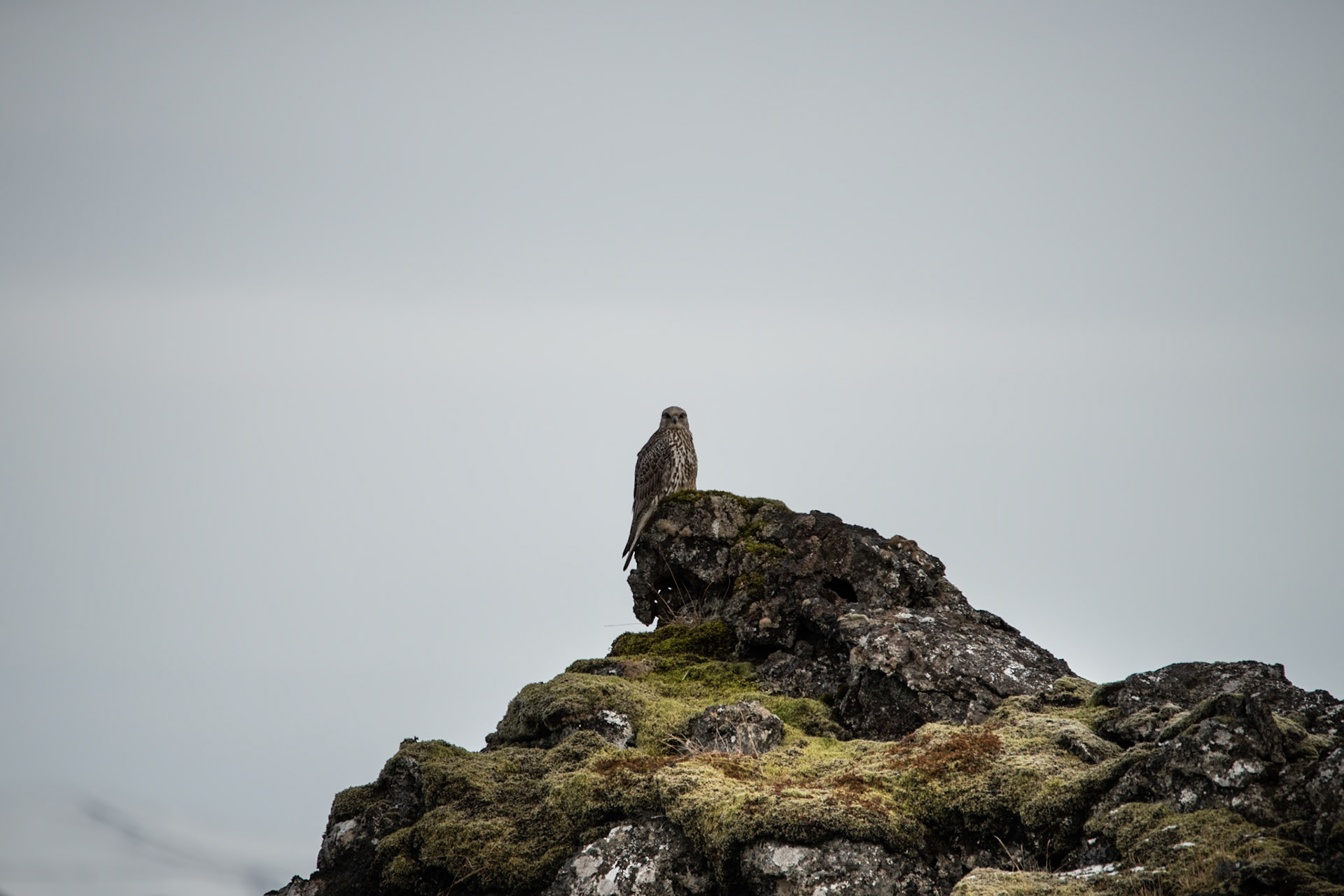©SVANA I noticed this Gyrfalcon on my way home one day, sitting on the lava near to the road.