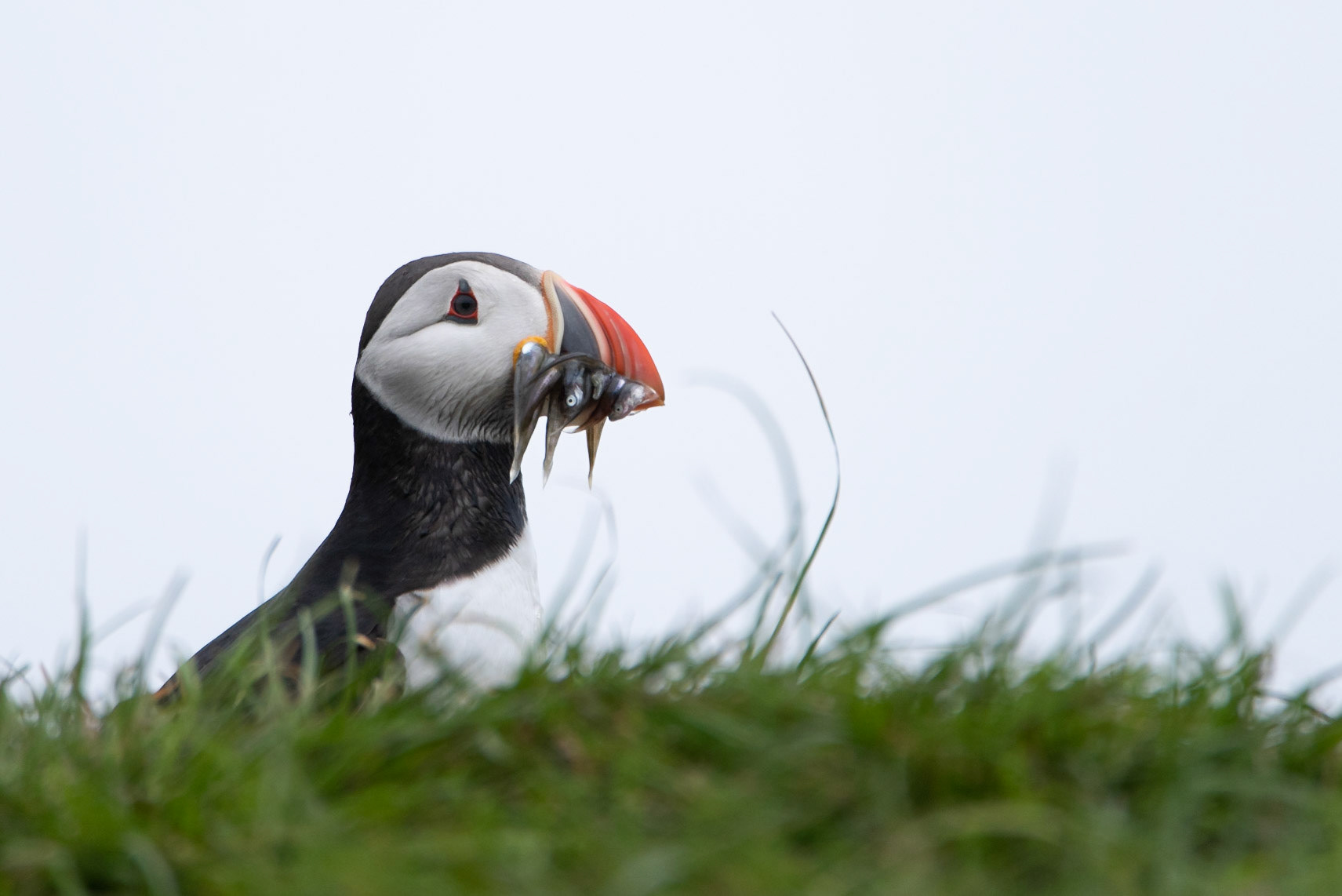 Puffins (Fratercula arctica), lundi.