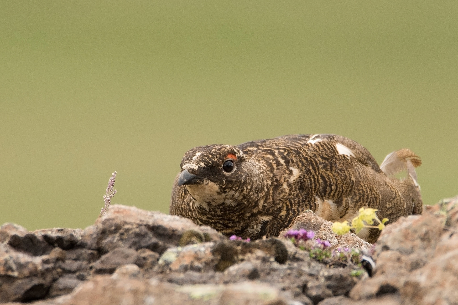 ©SVANA A beautiful male rock ptarmigan (Lagopus muta) in a summer plumage. Taken in July at Skógarströnd, West Iceland