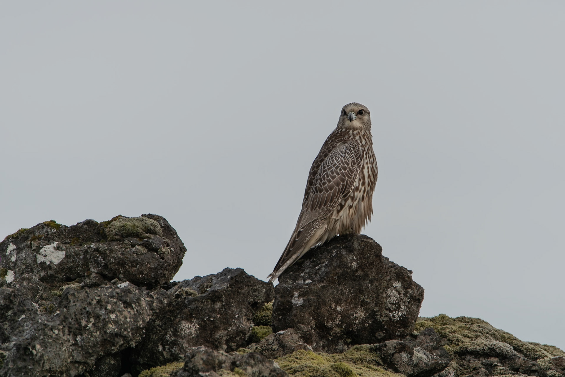 Fálki -I noticed this Gyrfalcon on my way home one day, sitting on the lava near to the road.